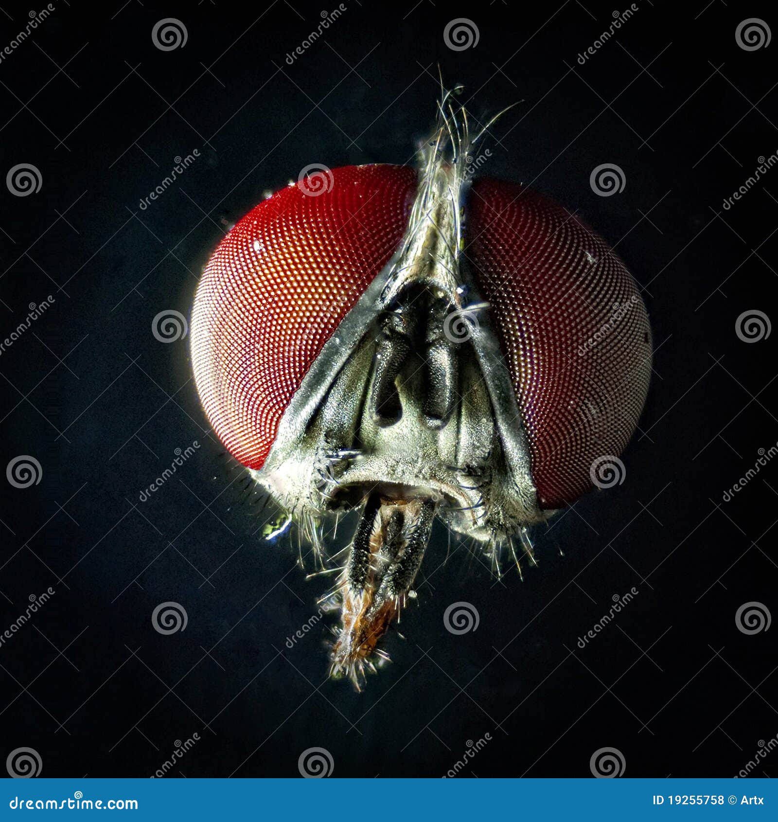 Fly head stock photo. Image of nose, magnify, magnification 19255758