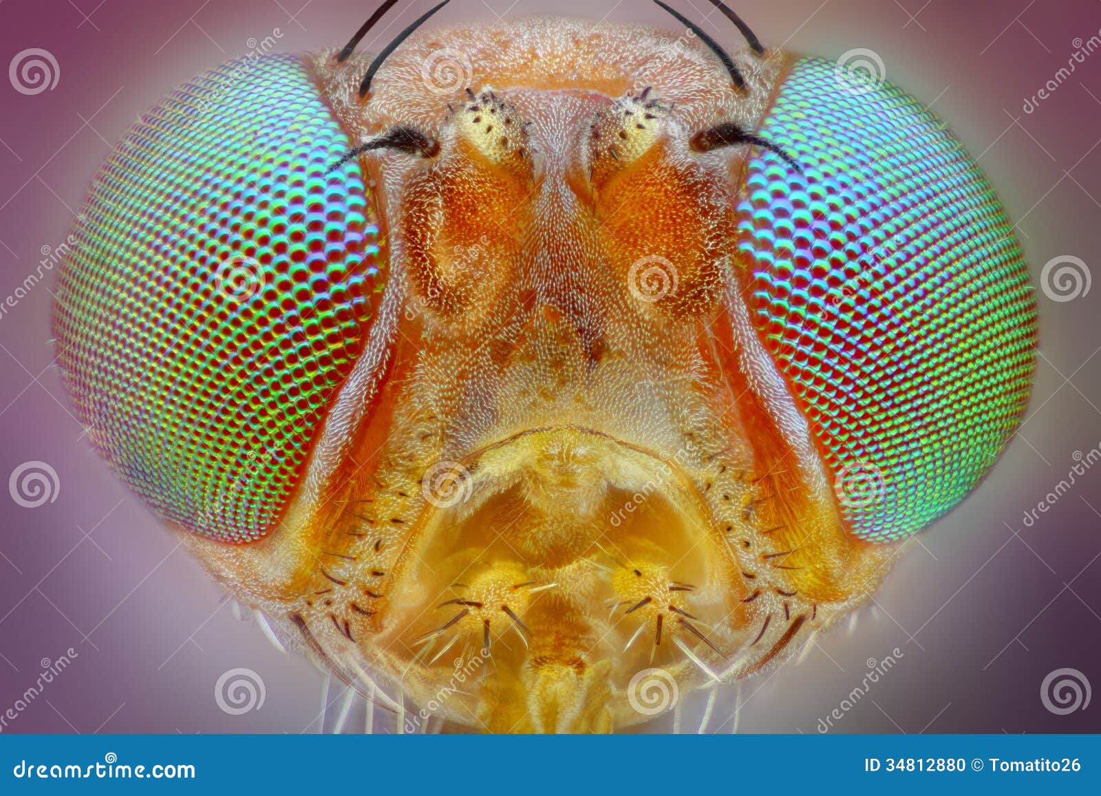 fly head taken with 25x microscope objective