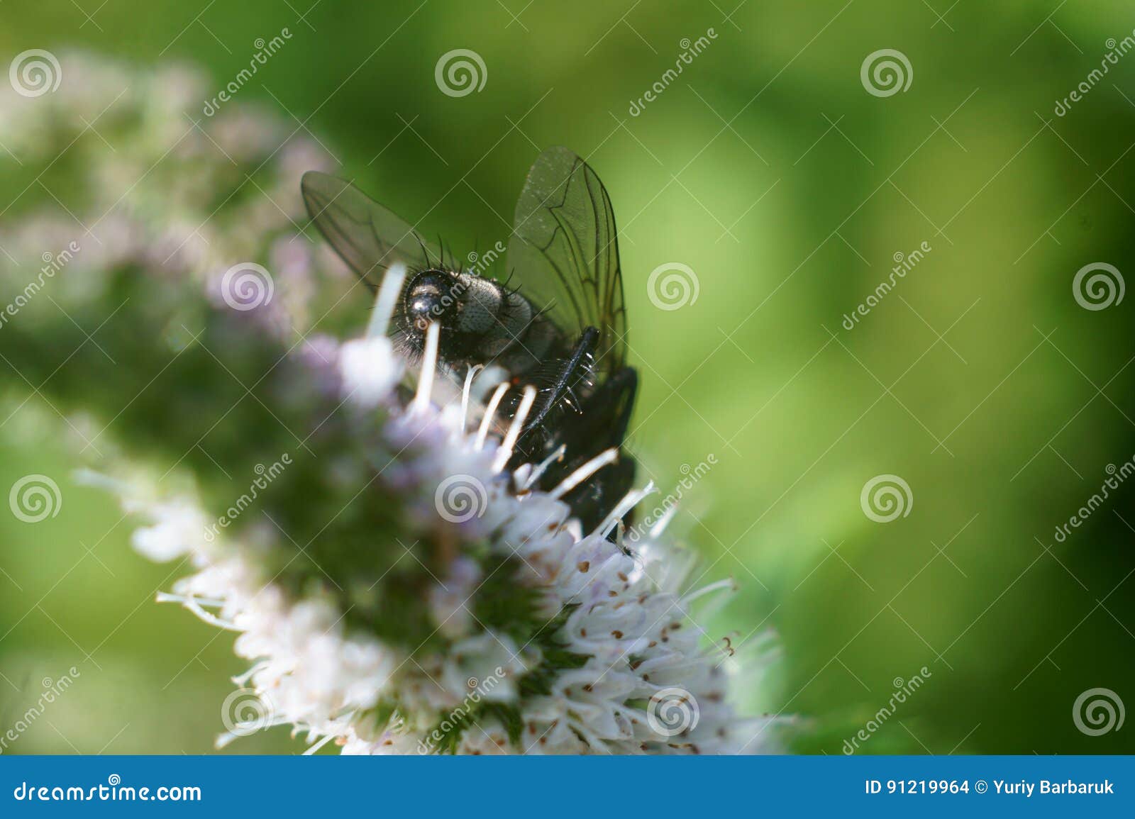 The Fly on the Inflorescence Mint Stock Photo Image of hard, green