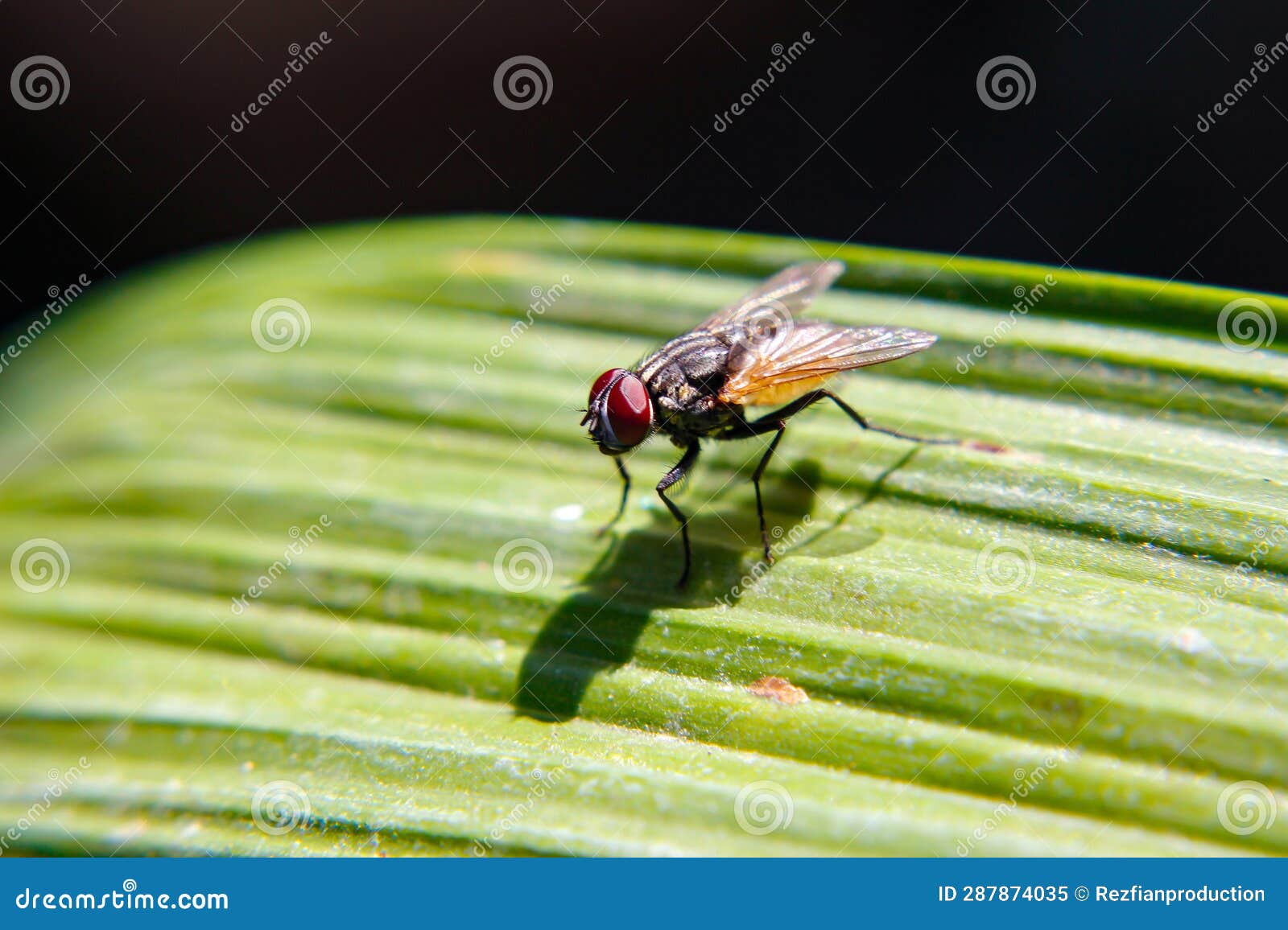 A Fly Lands on a Green Leaf Stock Image Image of proboscis, animal