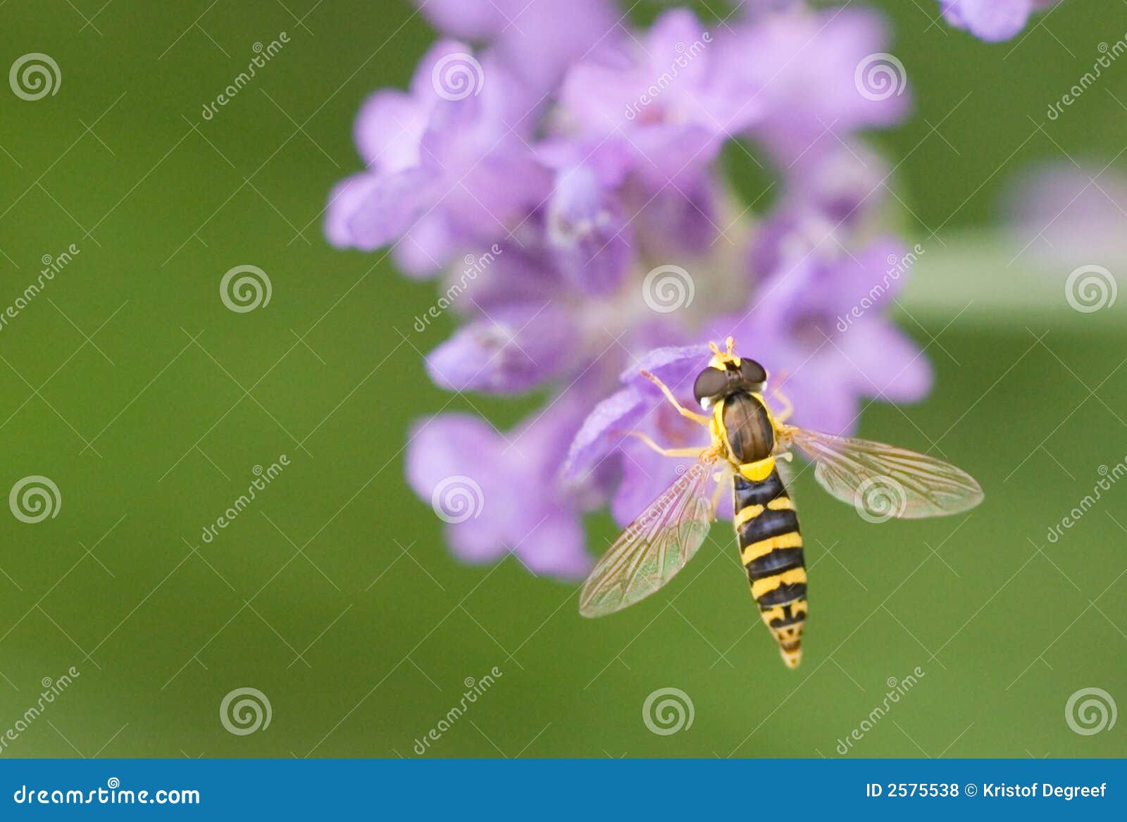 Fly & Lavender Picture. Image 2575538