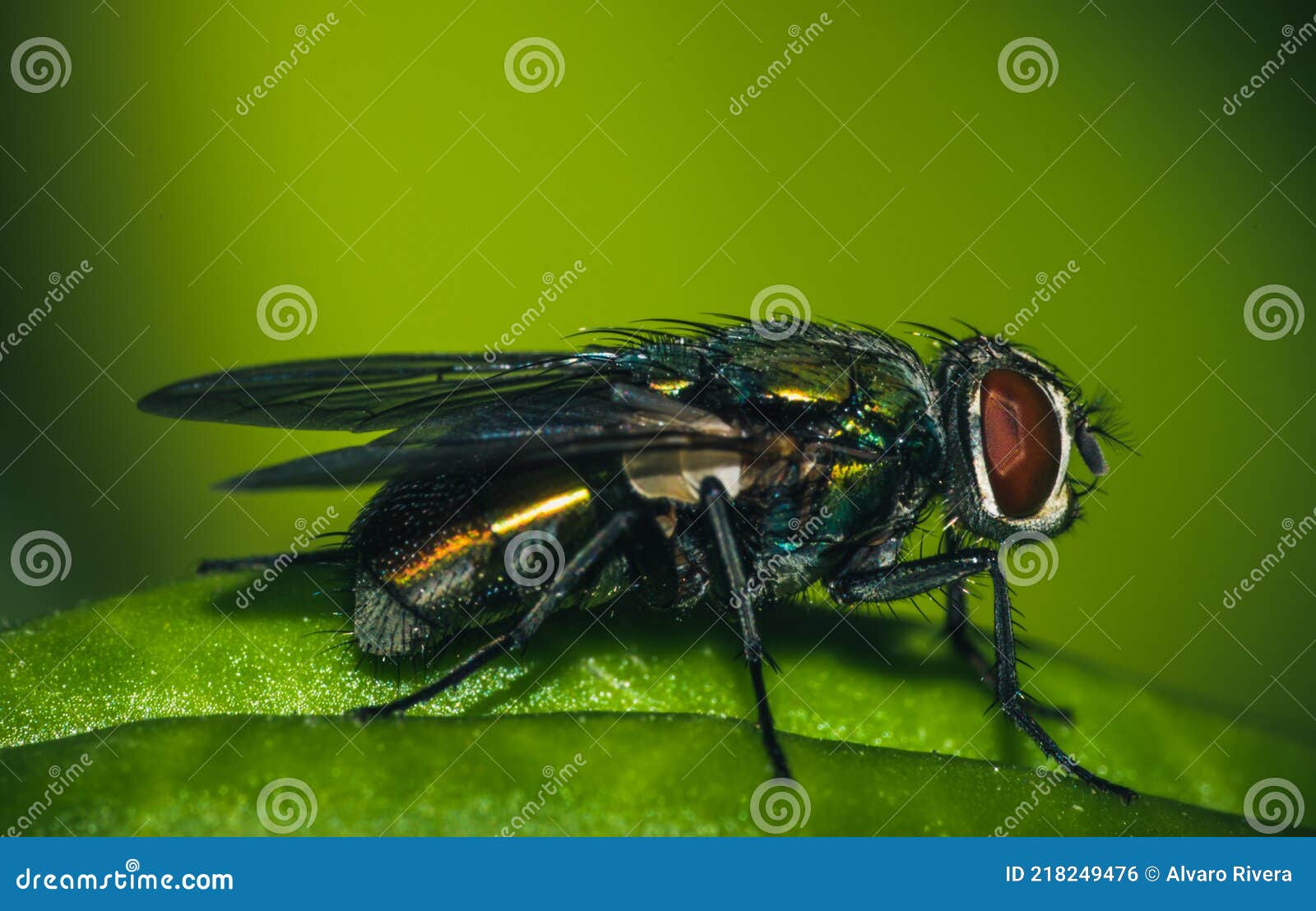 fly leaf bee nature green midge macro closeup