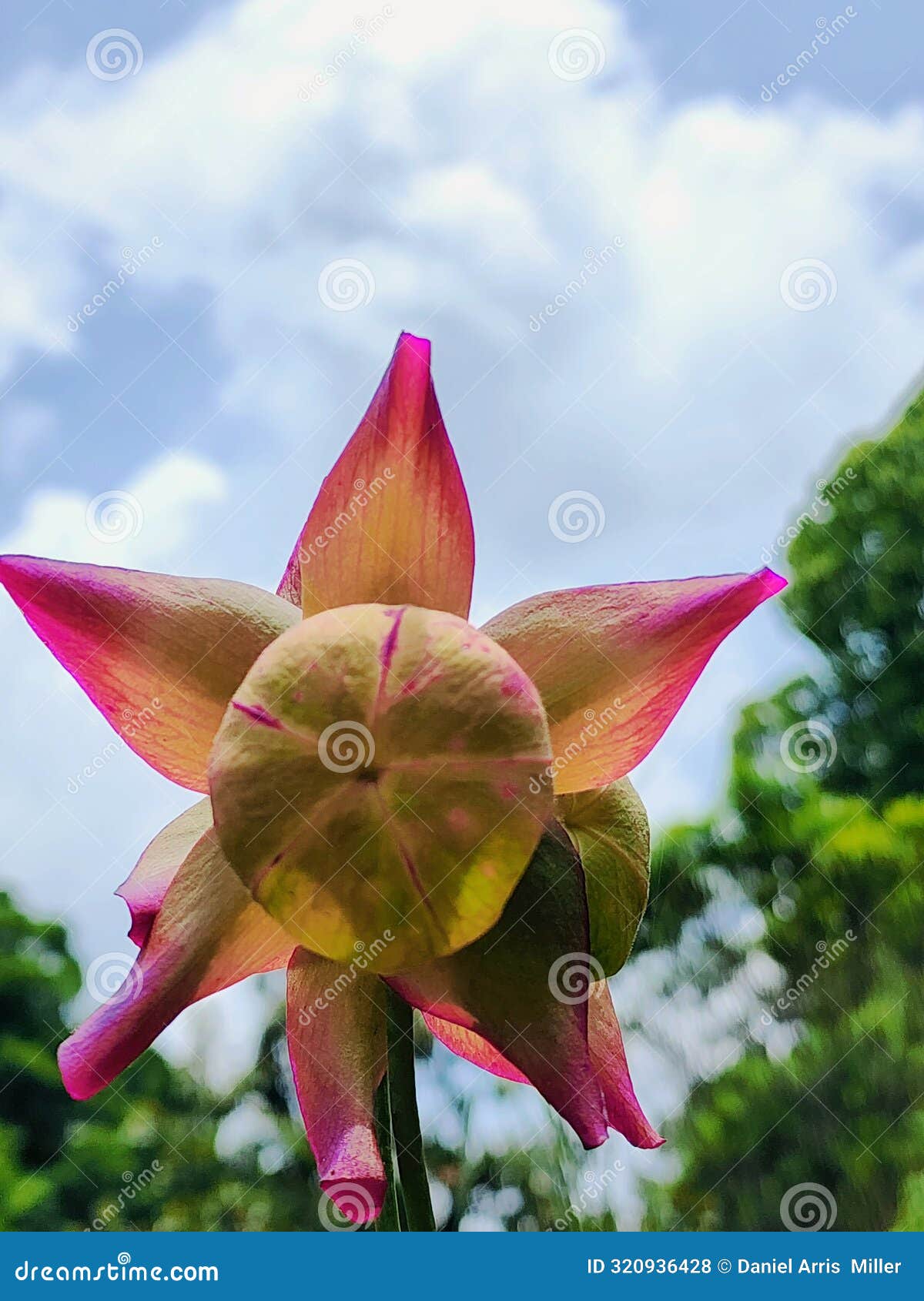 fly leaf succulent nature art abstract scenic carnivore cactus