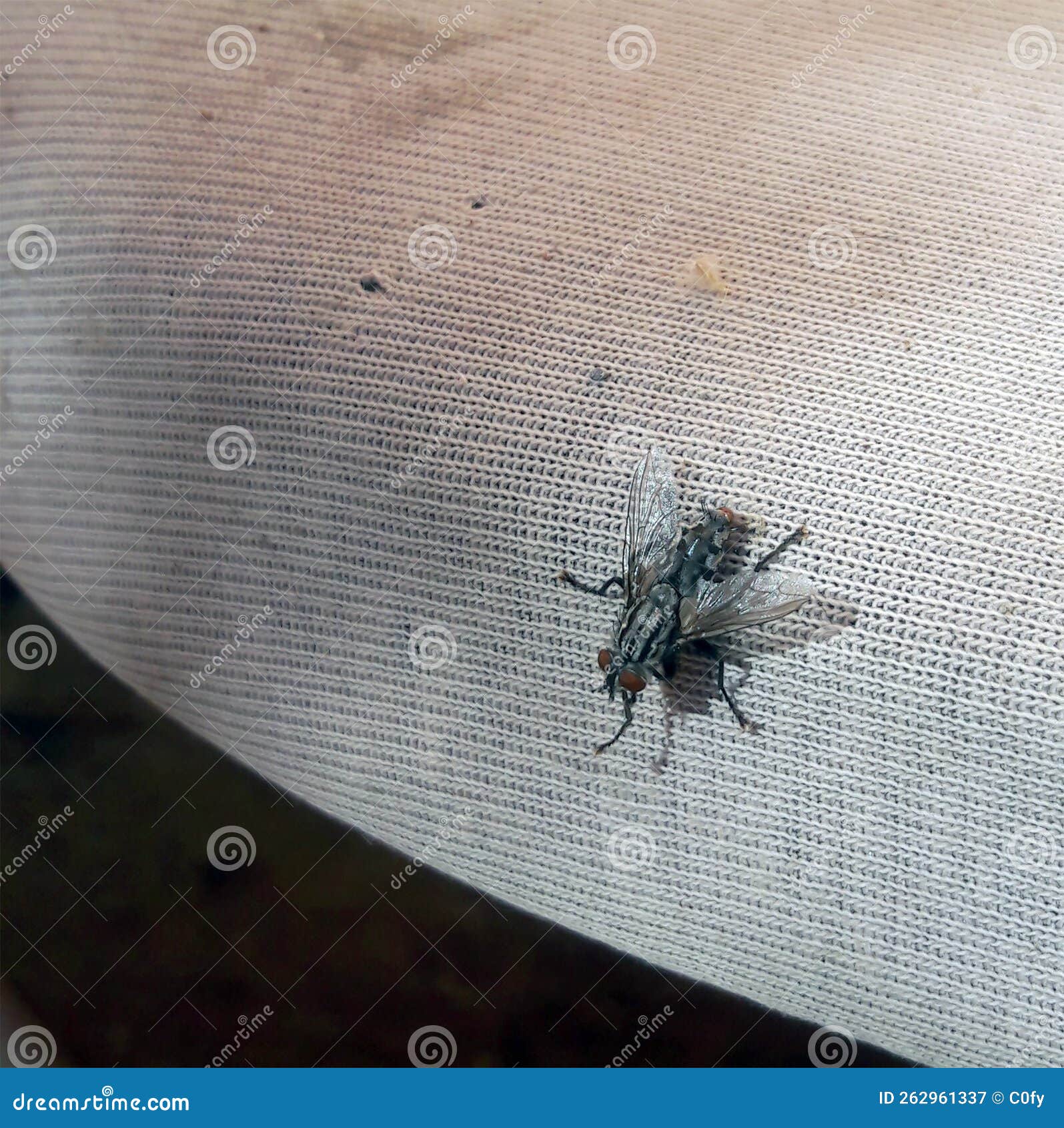 Fly on Dirty Surface, Flying Insect on Textured Surface Stock Image