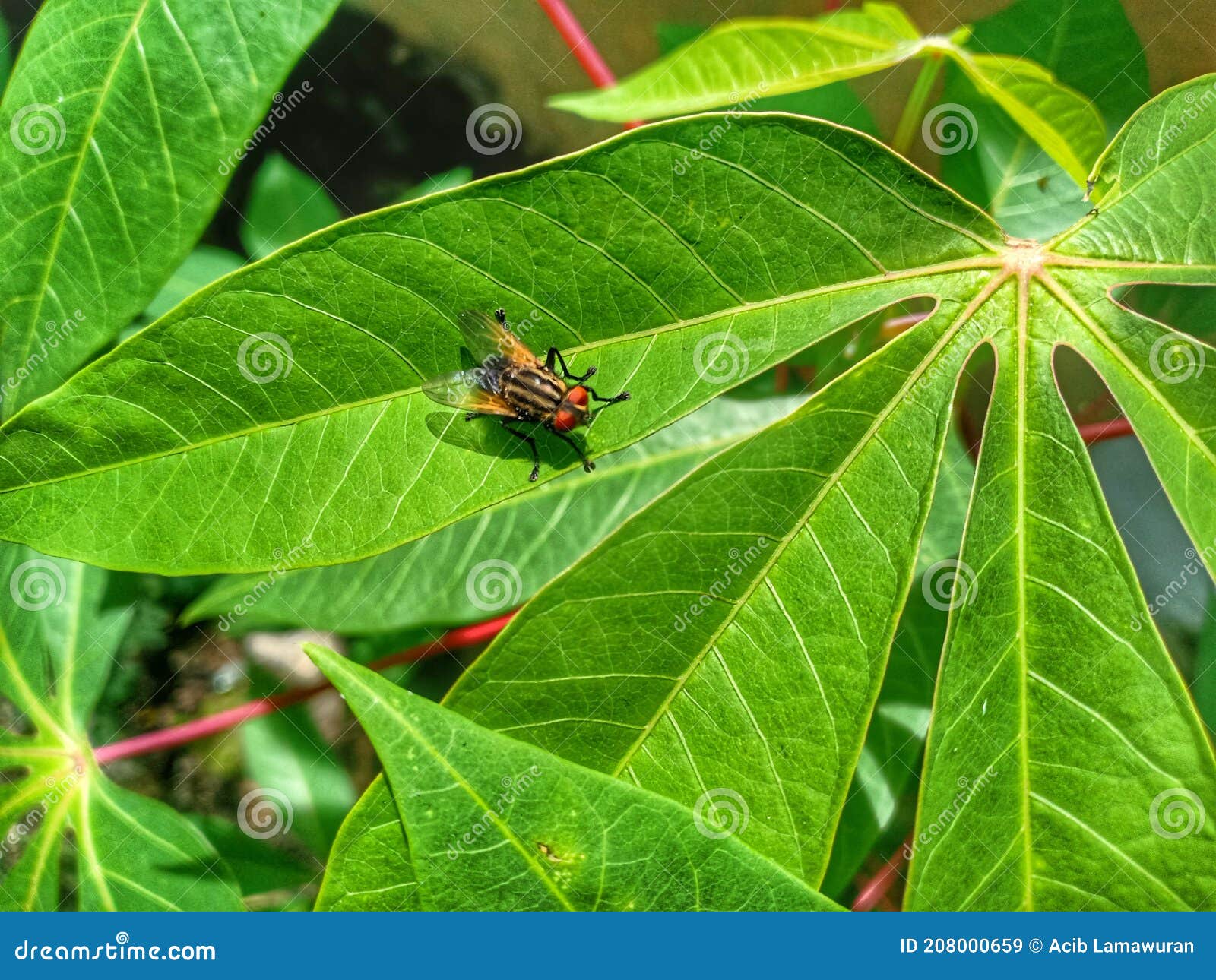 close - up flies on cassava leaves
