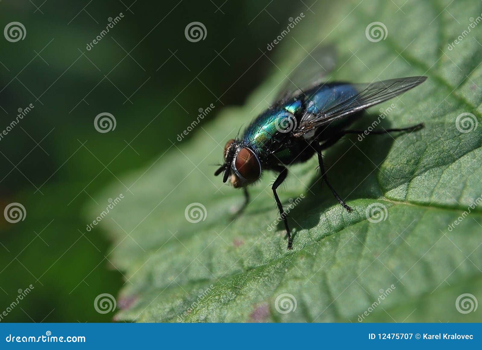 Trout Insects Stock Photos - Free & Royalty-Free Stock Photos from  Dreamstime
