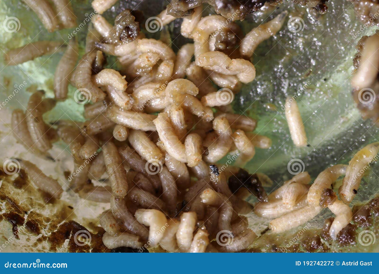 Fly maggots on food stock photo. Image of eating, brachycera