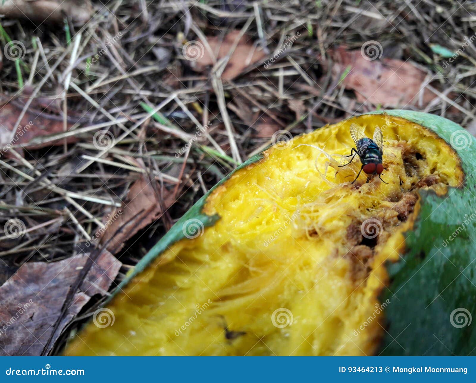 Fly mango mango stock image. Image of mango, yellow, insect 93464213