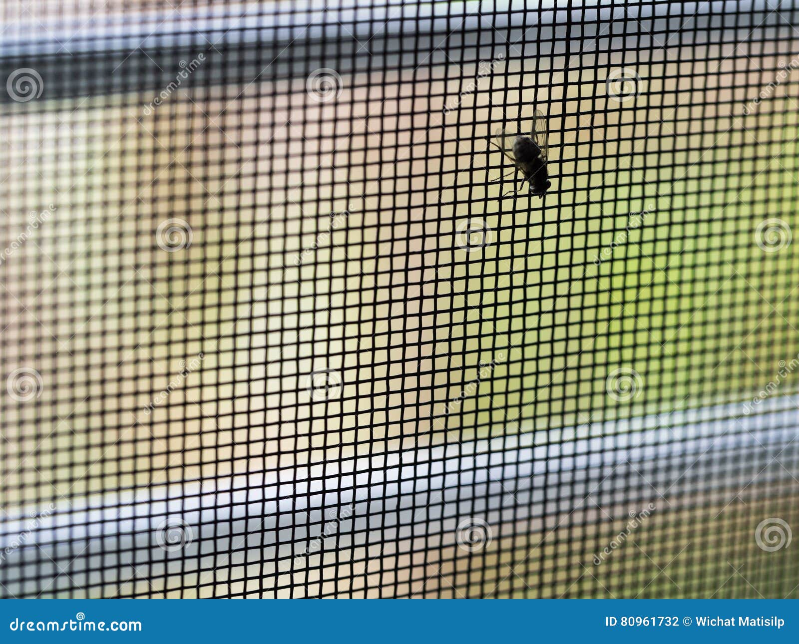 Fly on the Mosquito Wire Screen Stock Illustration Illustration of
