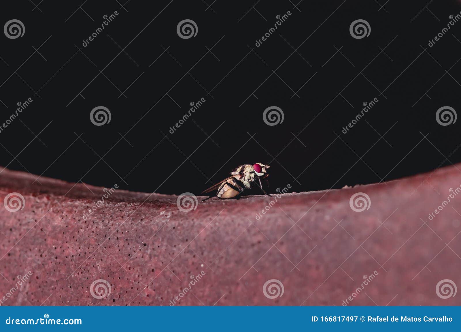 a fly over a vase with the black background.