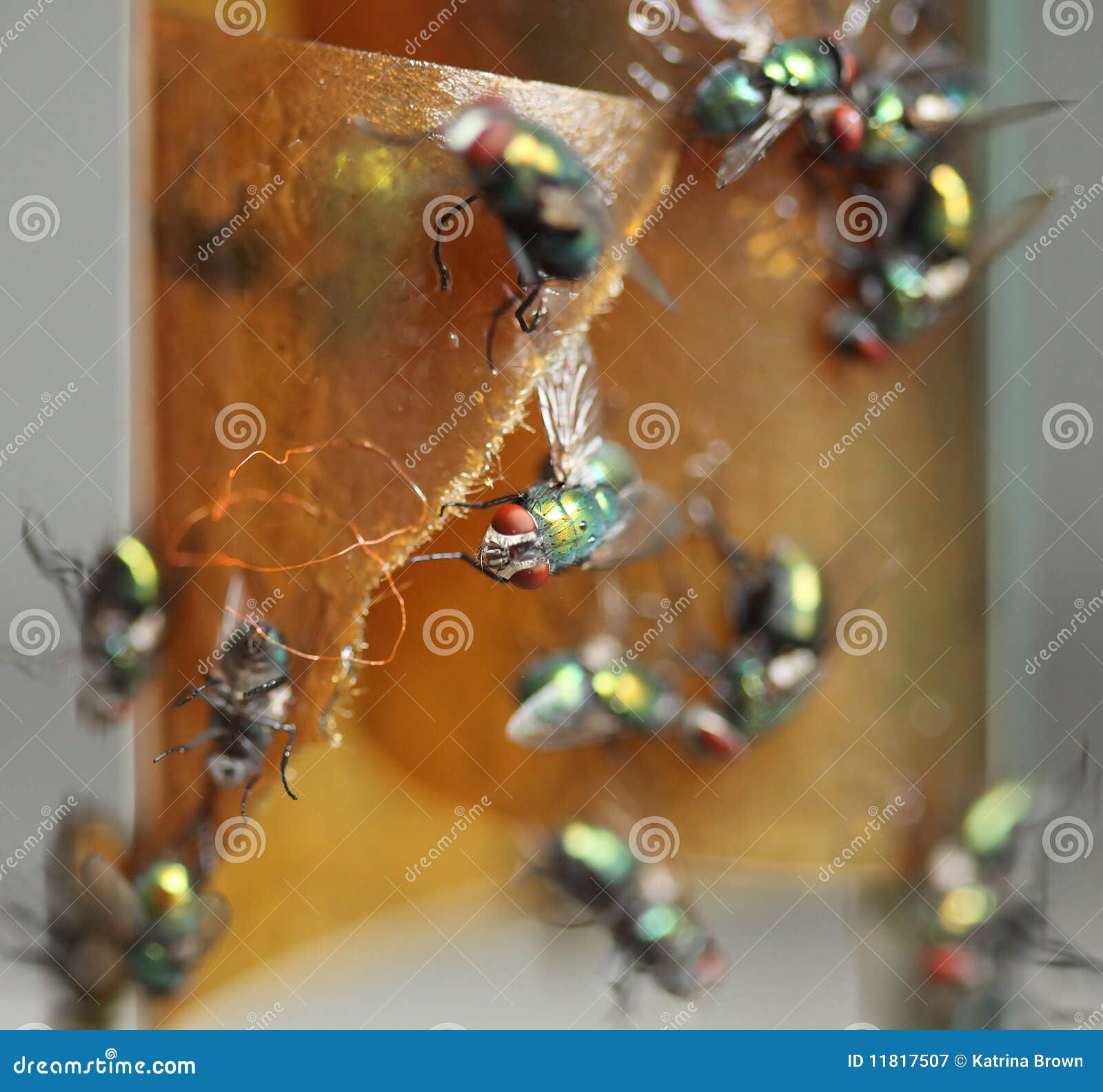 33 853 Fly Paper Photos Free Royalty Free Stock Photos From Dreamstime