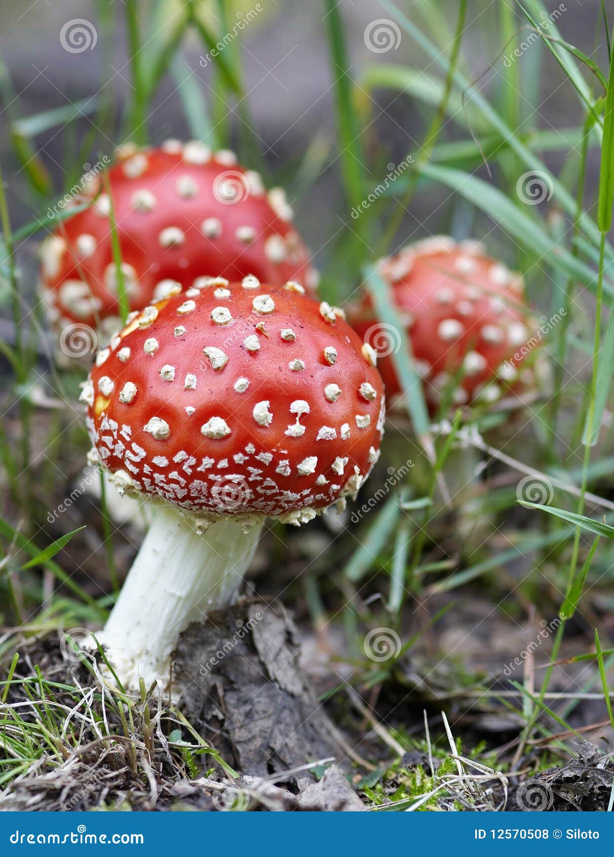 Fly poison amanita stock photo. Image of mushrooming 12570508