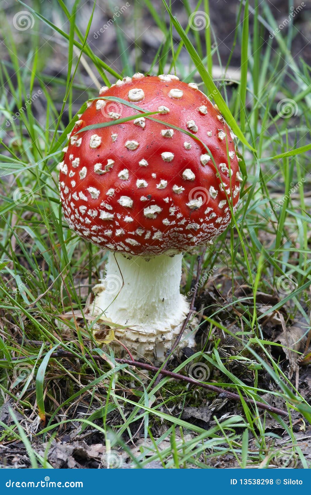 Fly poison amanita stock photo. Image of amanita, poison 13538298