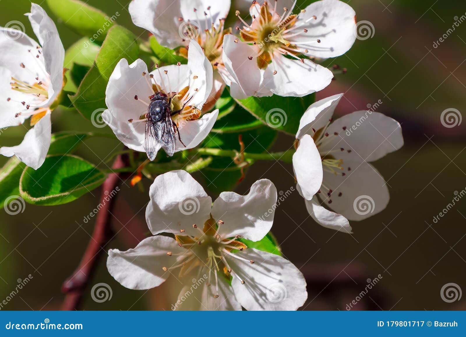 A Fly Pollinates Flowers of an Apple Tree Stock Image Image of fresh