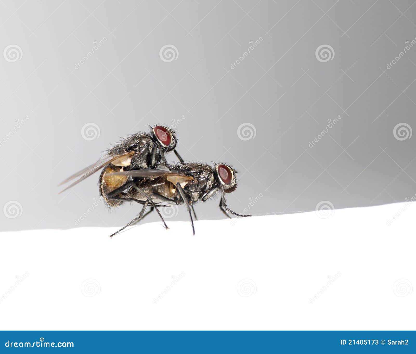 Fly Procreation Two Houseflies Mating Stock Image Image of life