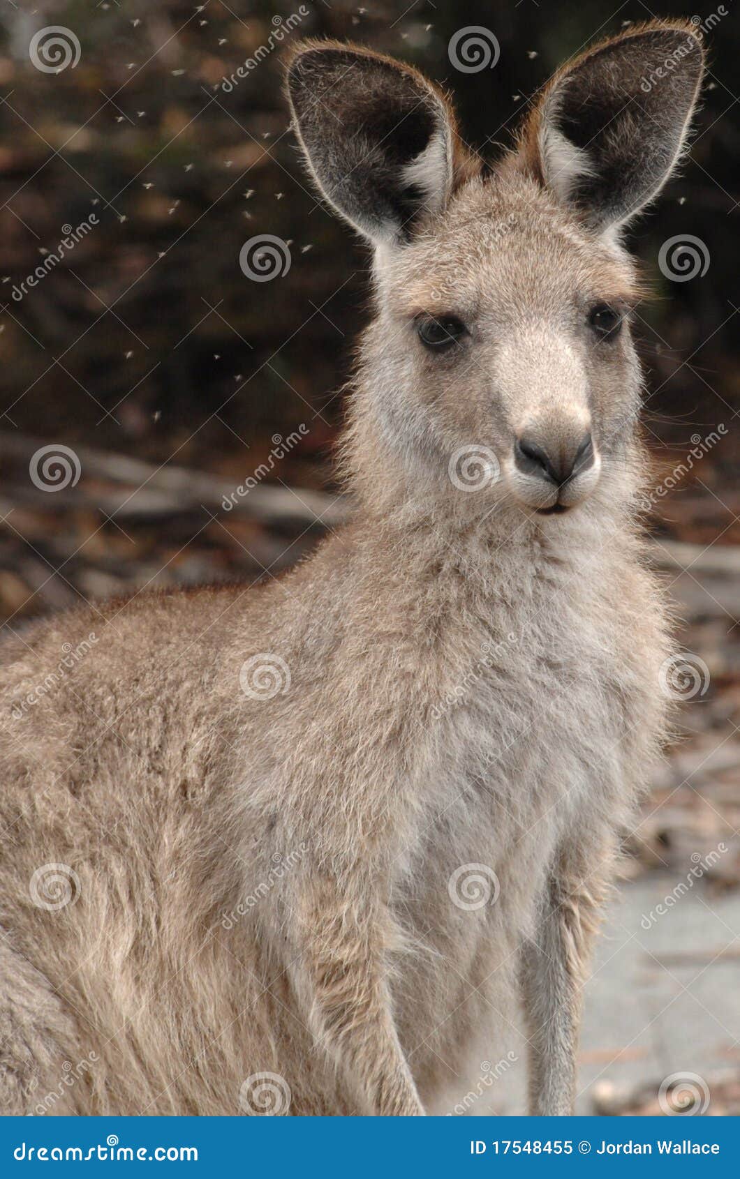 Fly Ridden Kangaroo stock image. Image of fauna, australian - 17548455