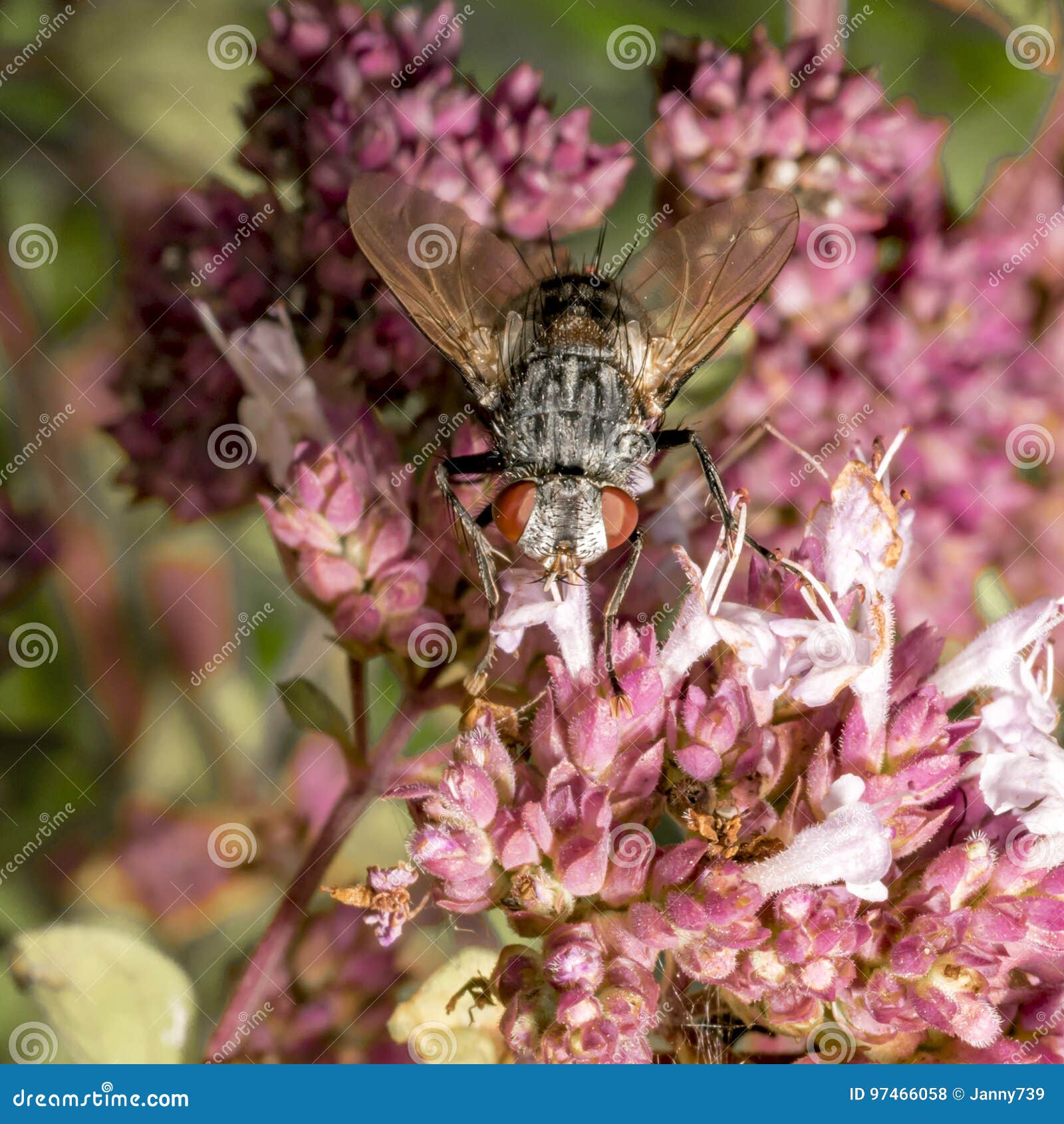 Fly Sits on a Marjoram Blossom Stock Photo Image of macro, blossom