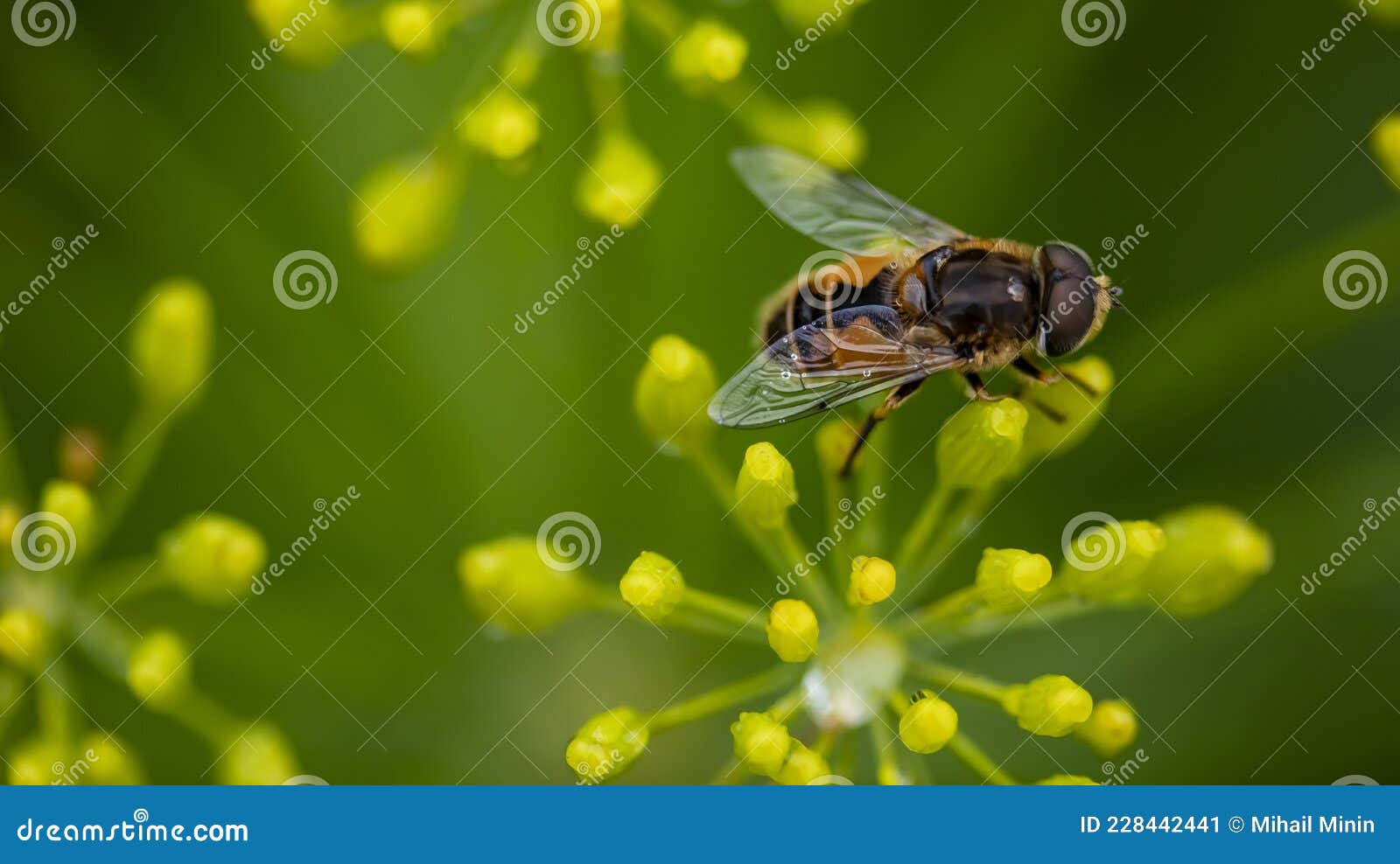 fly sitting on a flower of green dill,