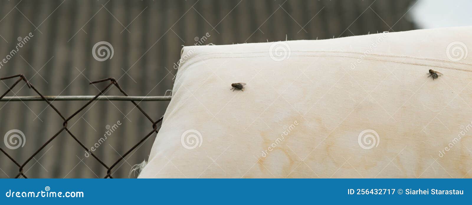 A Fly is Sitting on an Old Pillow Stock Image Image of dirty, house