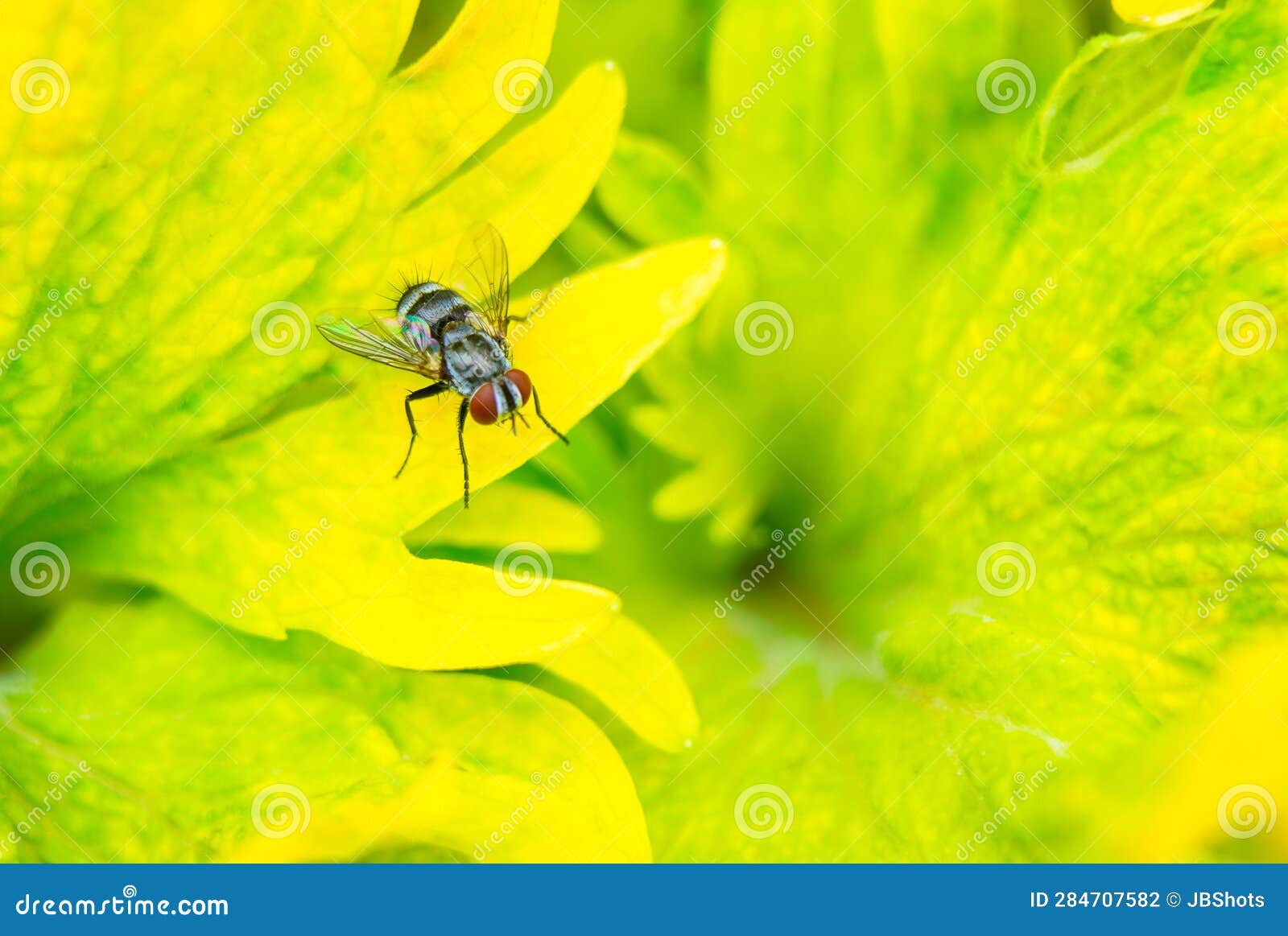 a fly sitting on the yellow color leaves of a coleus plant, selective focus