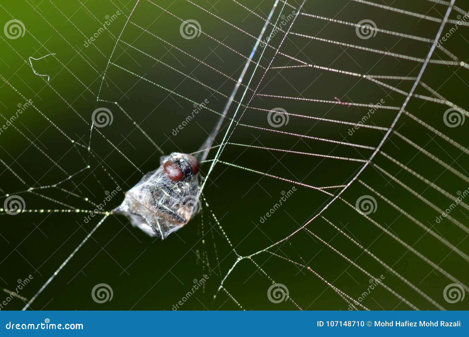 A Fly Trapped On A Spider Web Or Cobweb Stock Photography