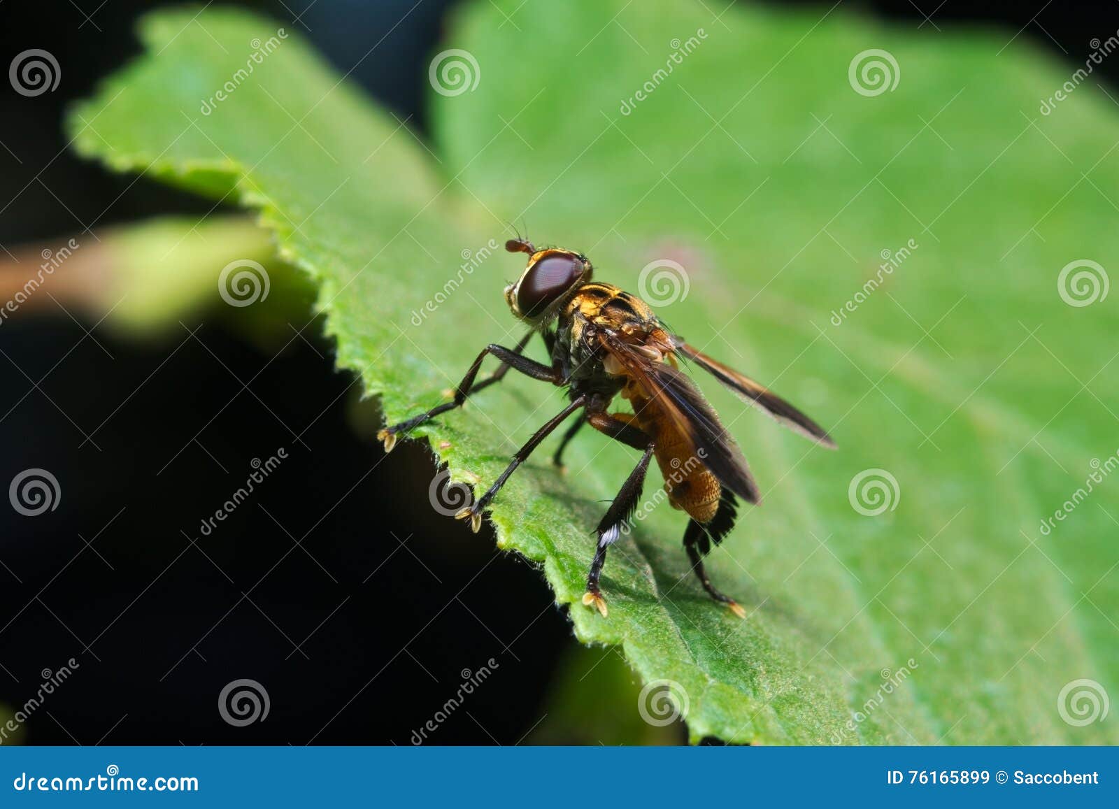 165 Biocontrol Insect Stock Photos - Free & Royalty-Free Stock