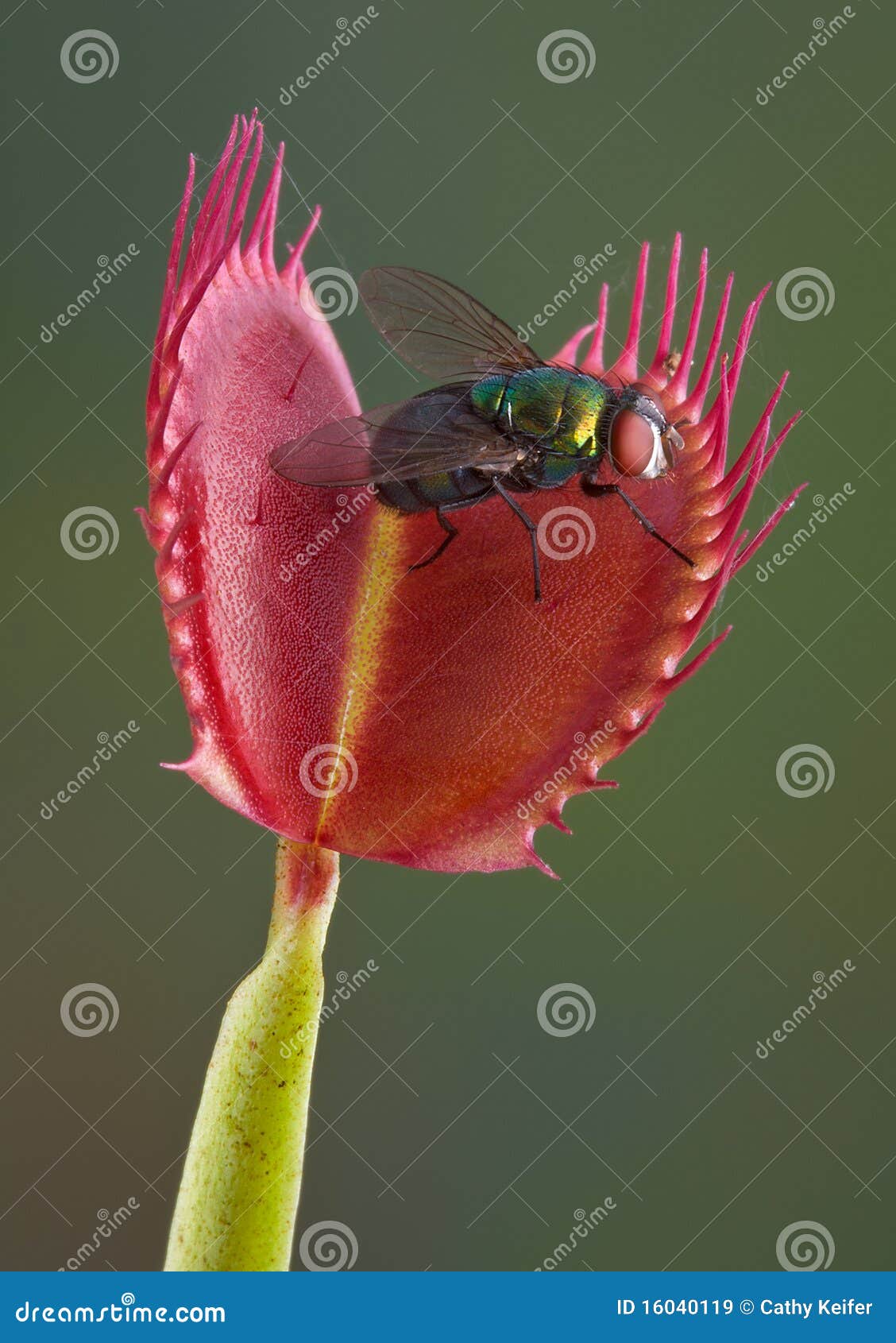 fly in a venus fly trap