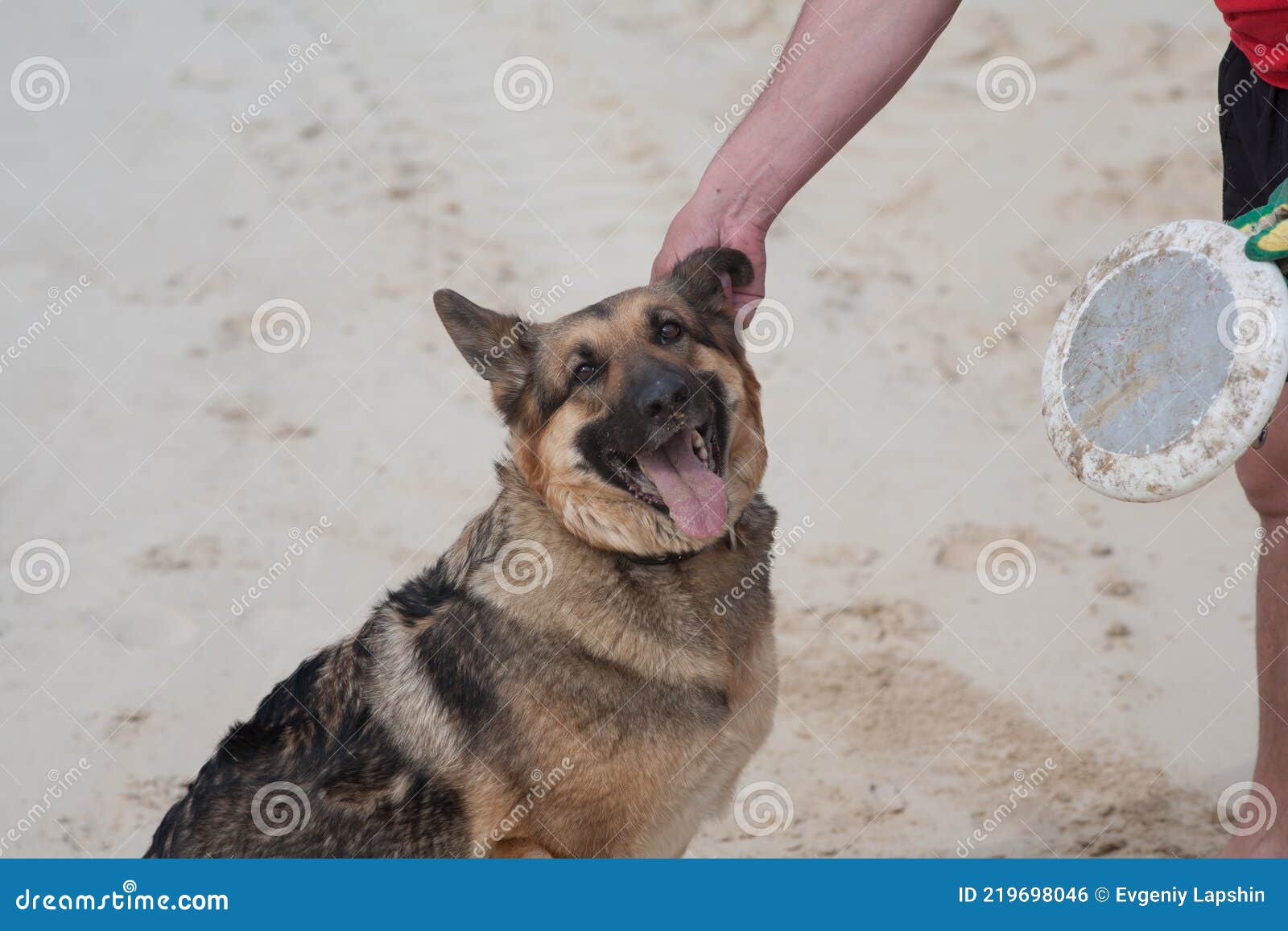 Flygande Hundleksak. Det Inte Någon Gräns För Hundens Lycka. Arkivfoto Bild av nödvändigt, vuxen: 219698046