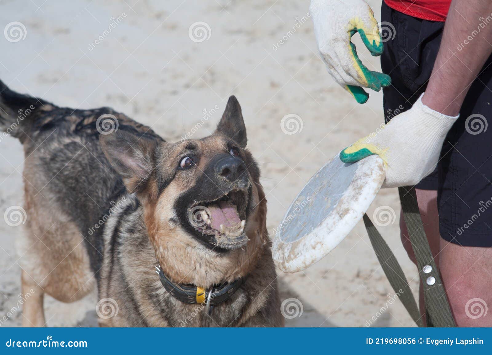 Hundleksak. Det Inte Finns Någon Gräns Hundens Arkivfoto - Bild av lycka: 219698056