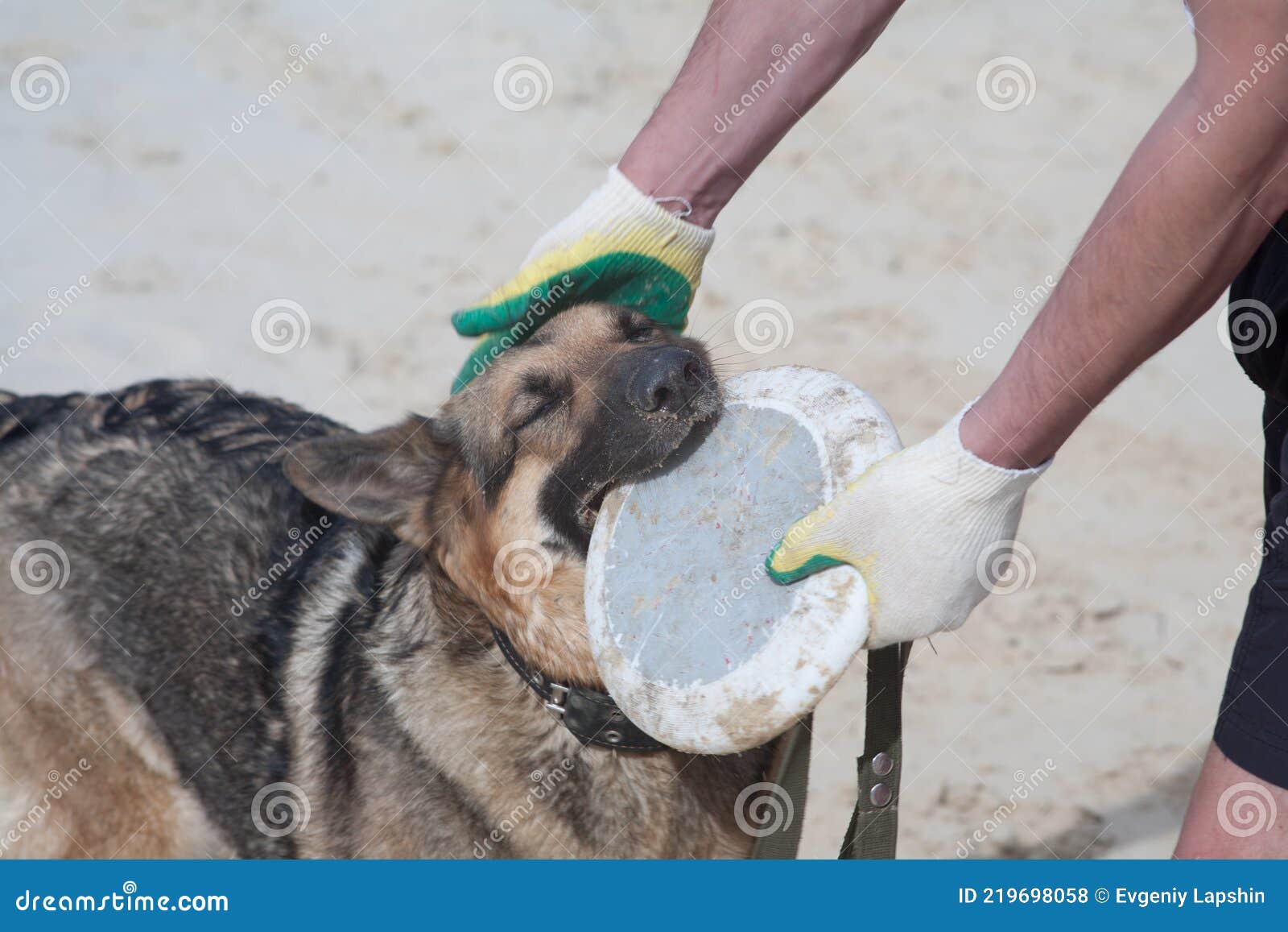 Flygande Hundleksak. Det Inte Finns Någon Gräns För Hundens Lycka. Arkivfoto Bild av hand, hundar: 219698058