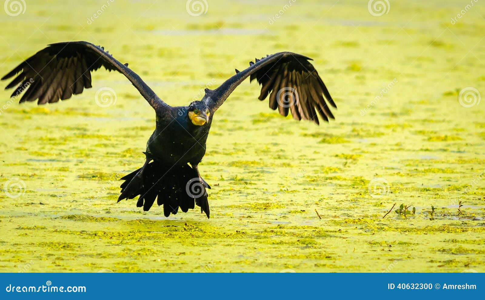 Flygkormoran. Den stora kormoran som flyger över floden