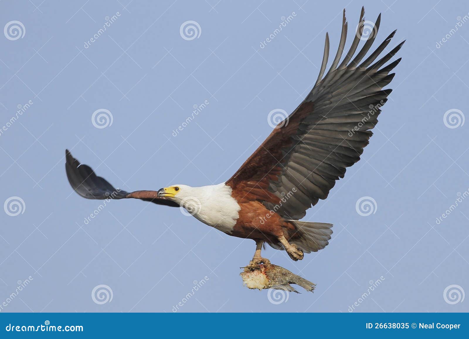 fish eagle clipart - photo #24