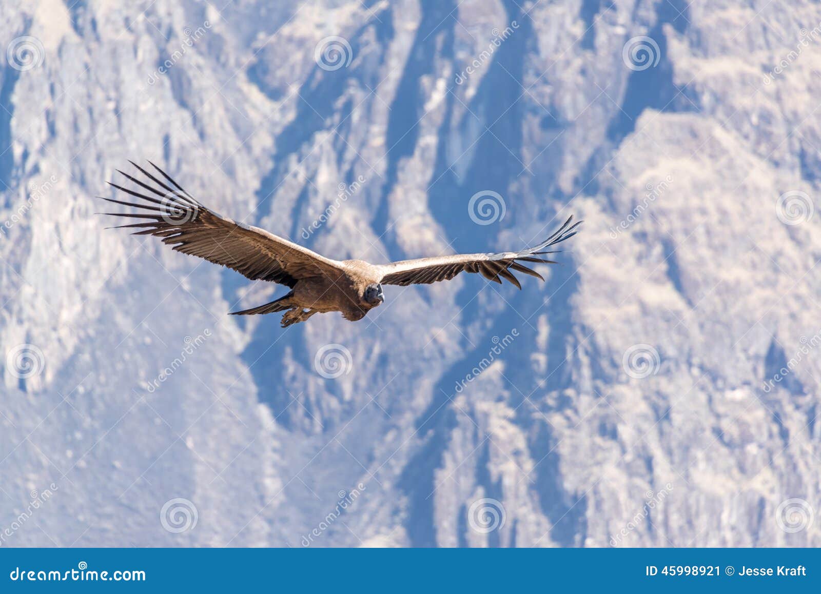 flying andean condor