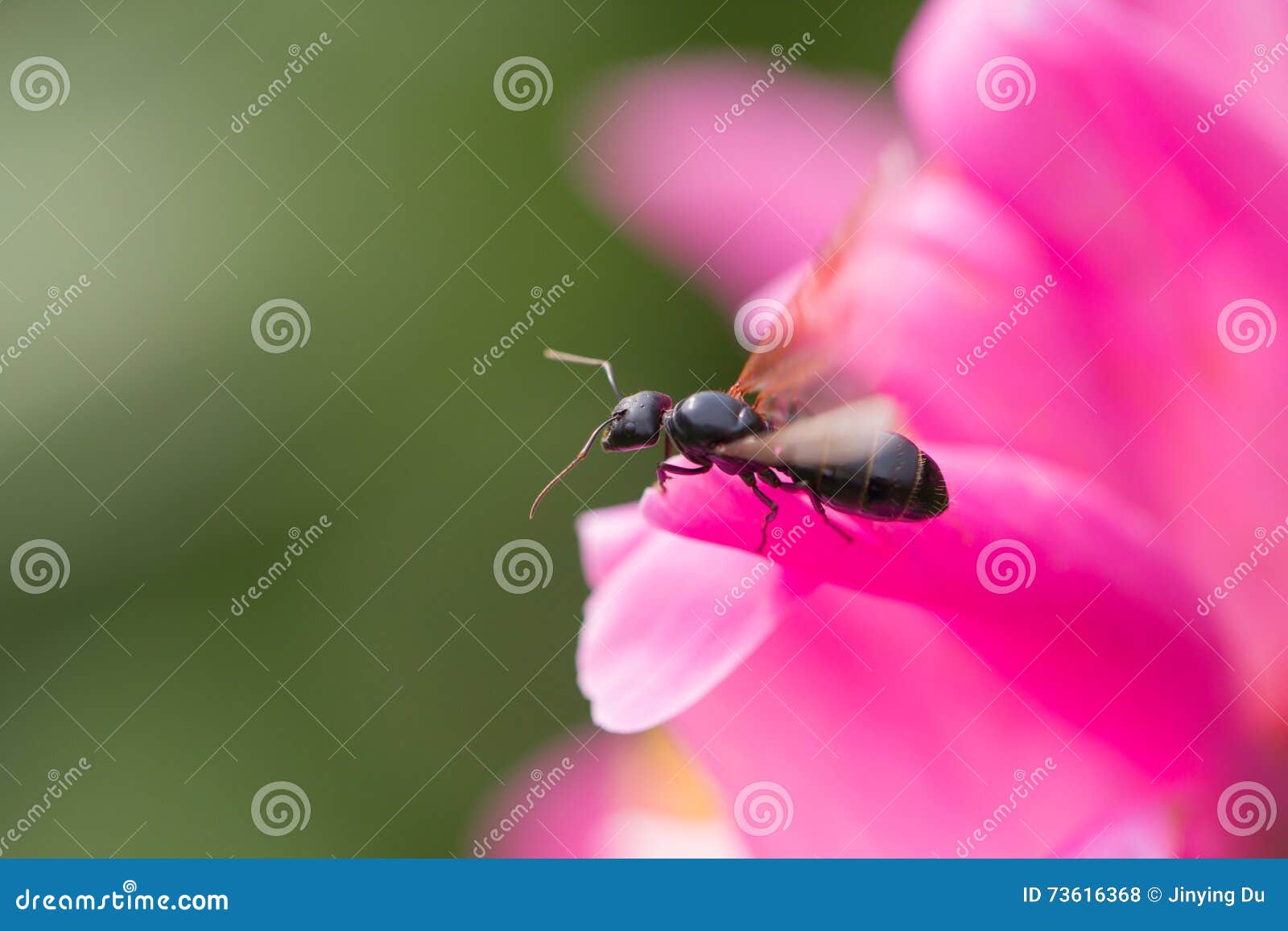Flying ant on flower stock photo. Image of marco, ants 73616368