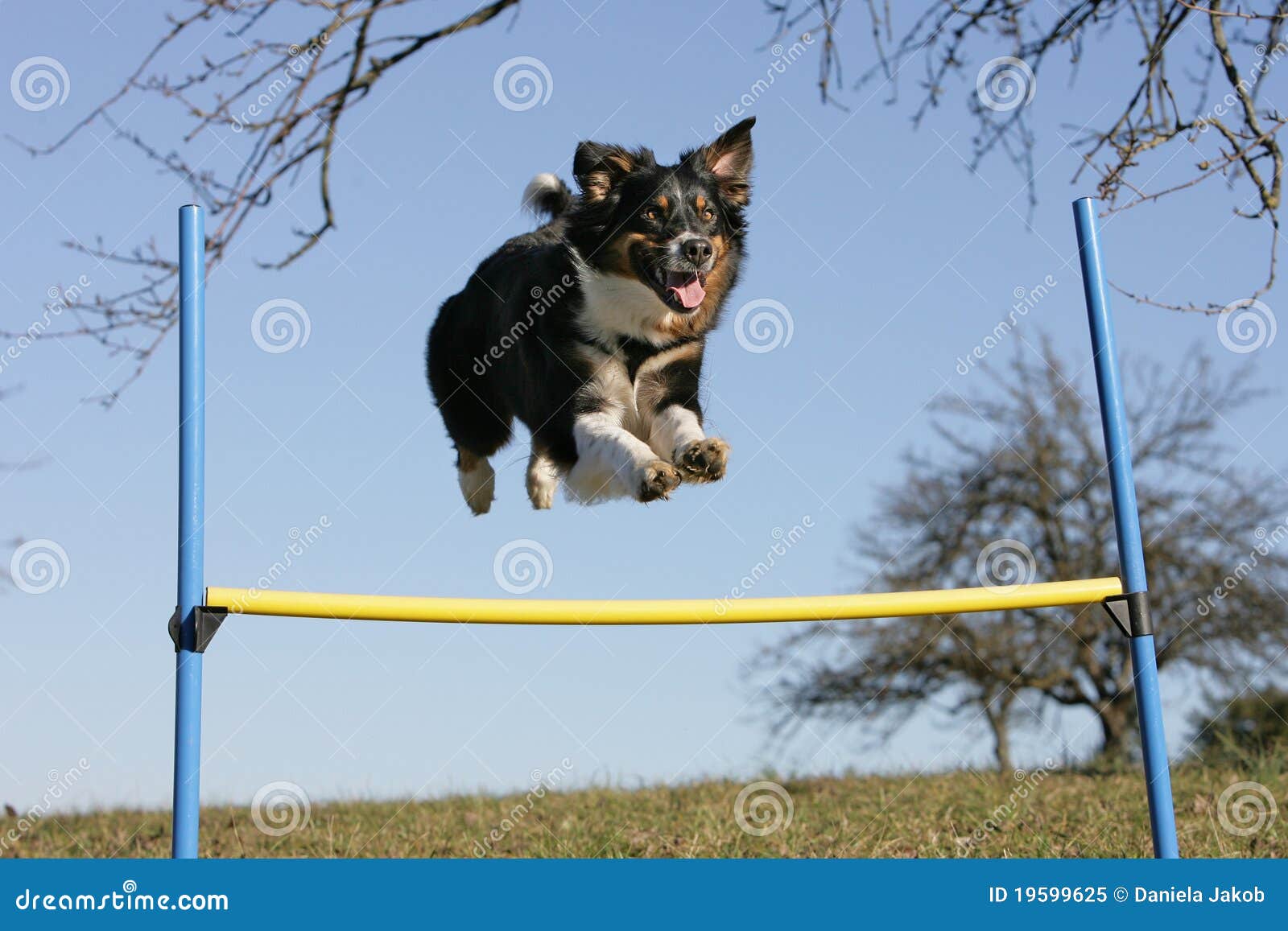 Flying Aussie stock image. Image of coming, close, attentive 19599625