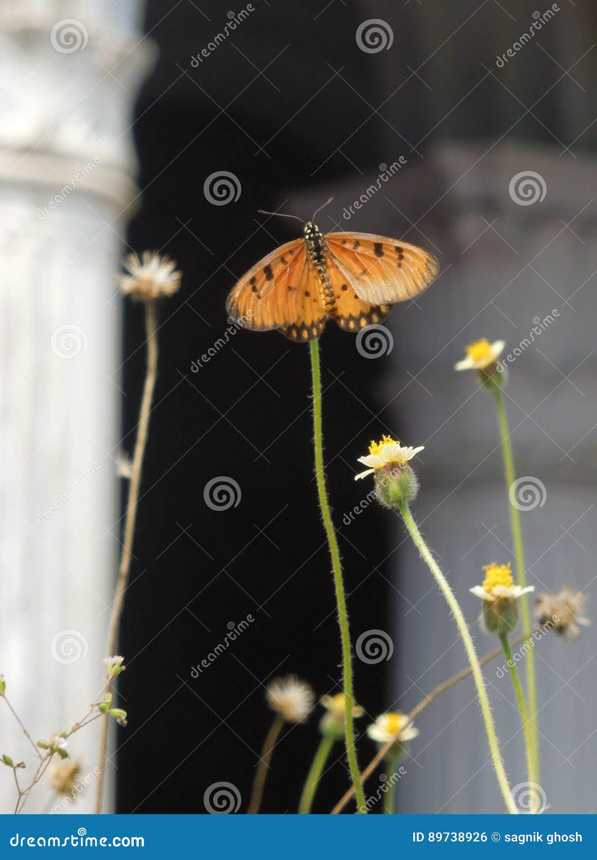 Flying on stock photo. Image of butterfly, wings, flying 89738926
