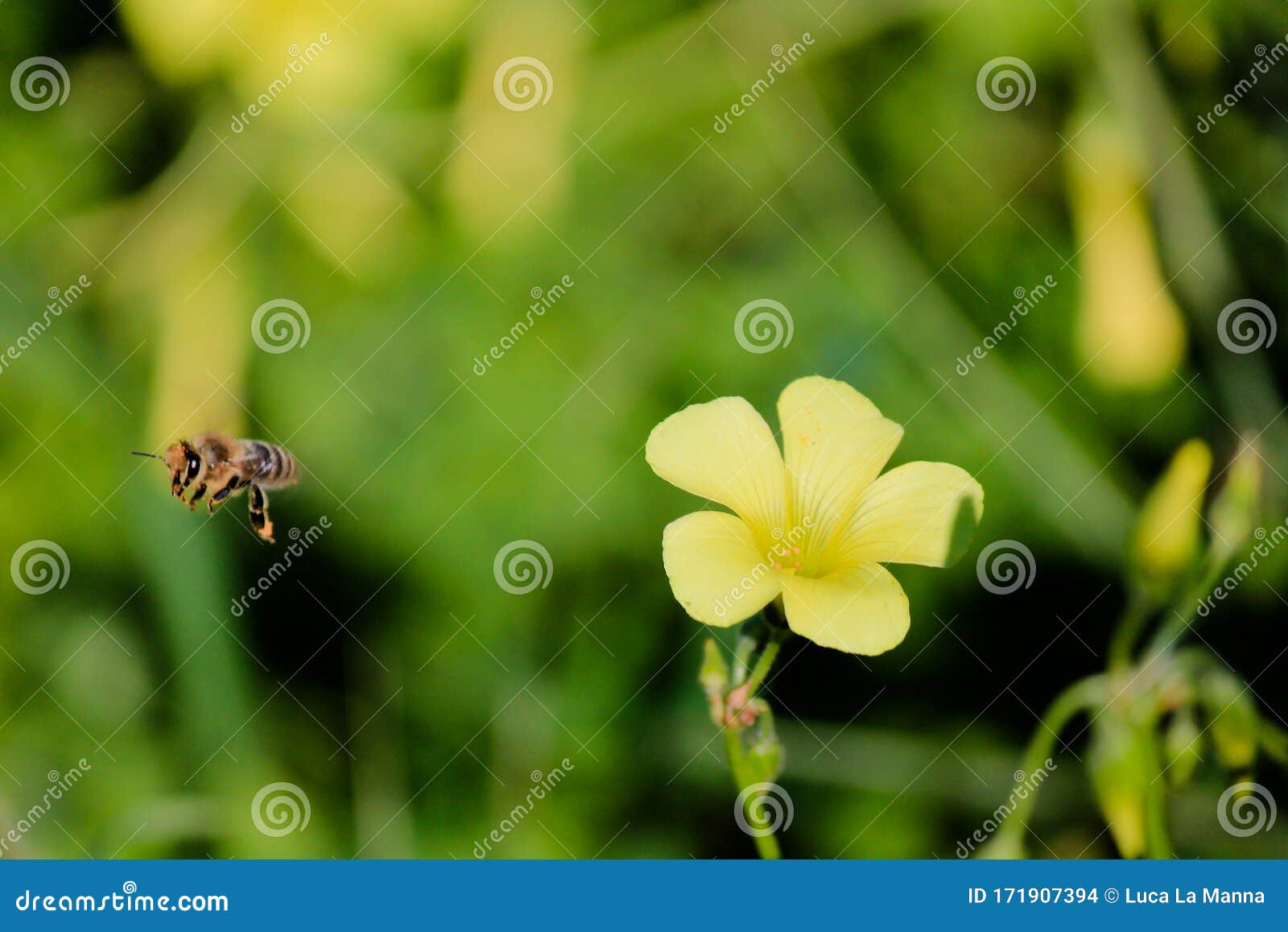 flying bee after sucking nectar