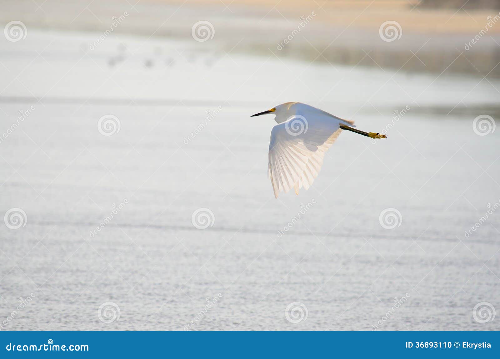 flying bird, el espino beach