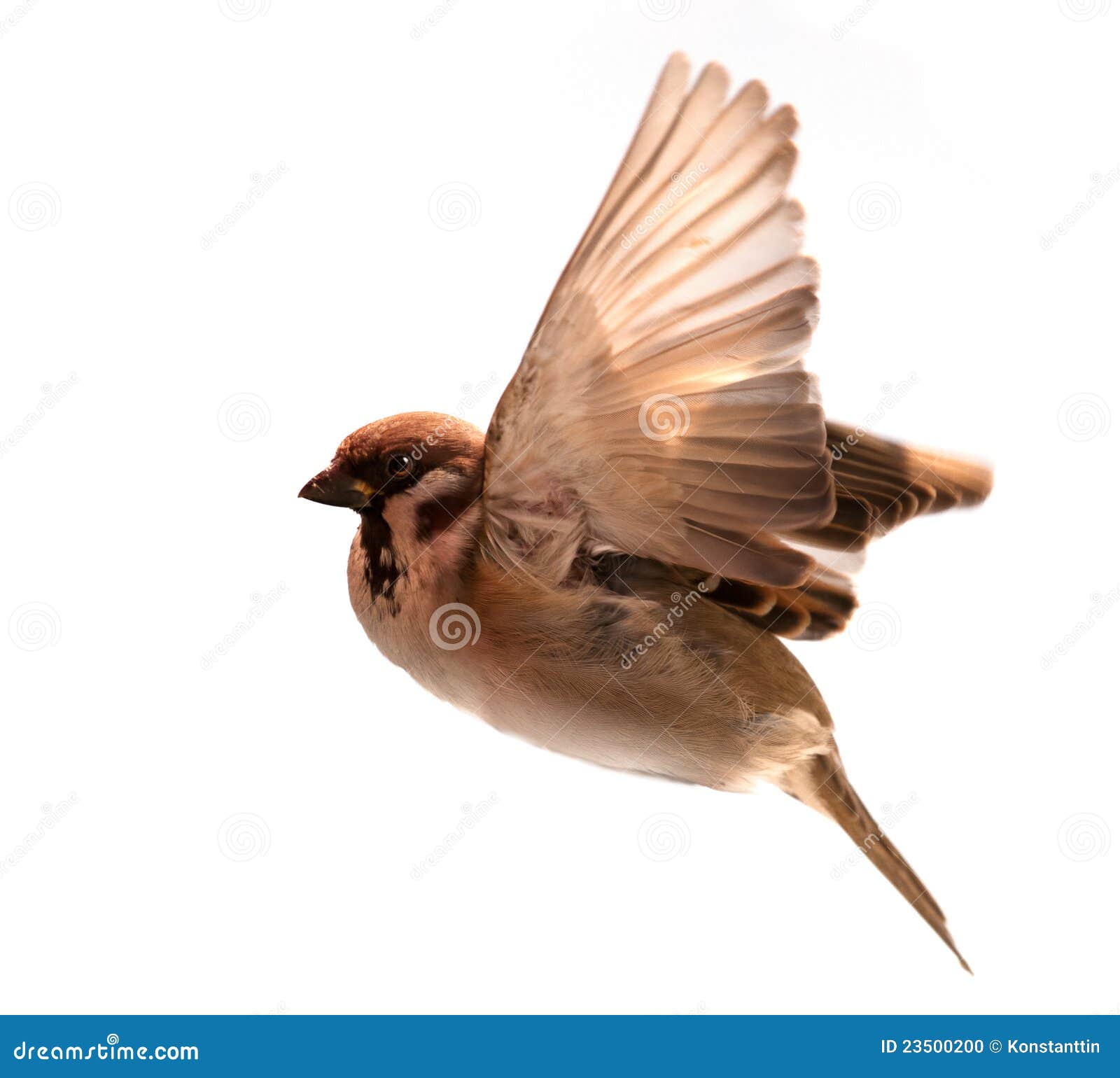 sparrow flying