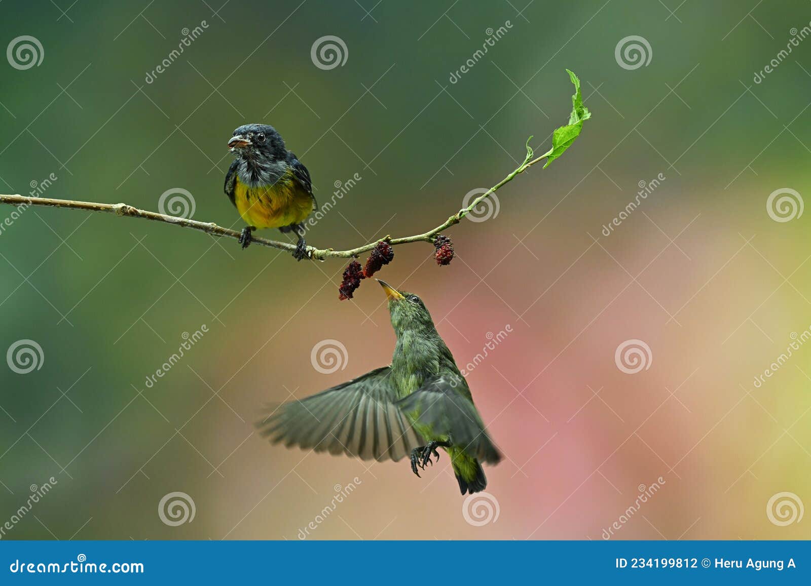 Flying Birds Flying while Eating Fruit Stock Photo Image of sparrow, twig 234199812