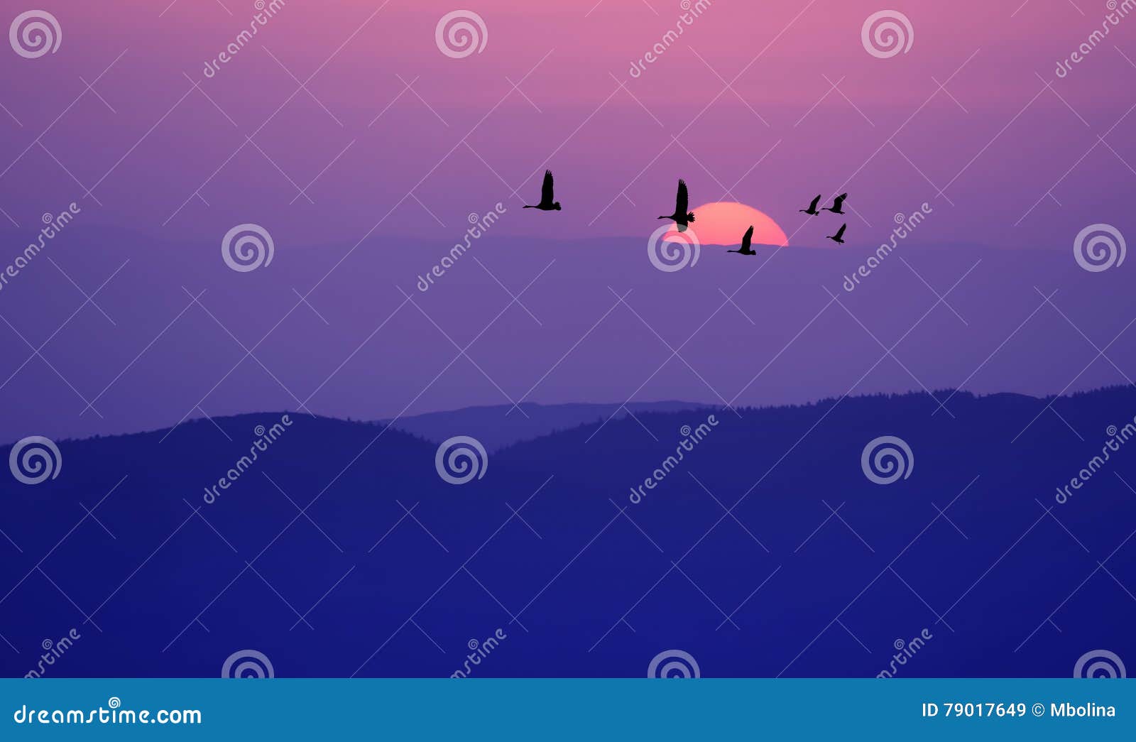 Flying Birds Over Purple Background Landscape Stock Image Image Of