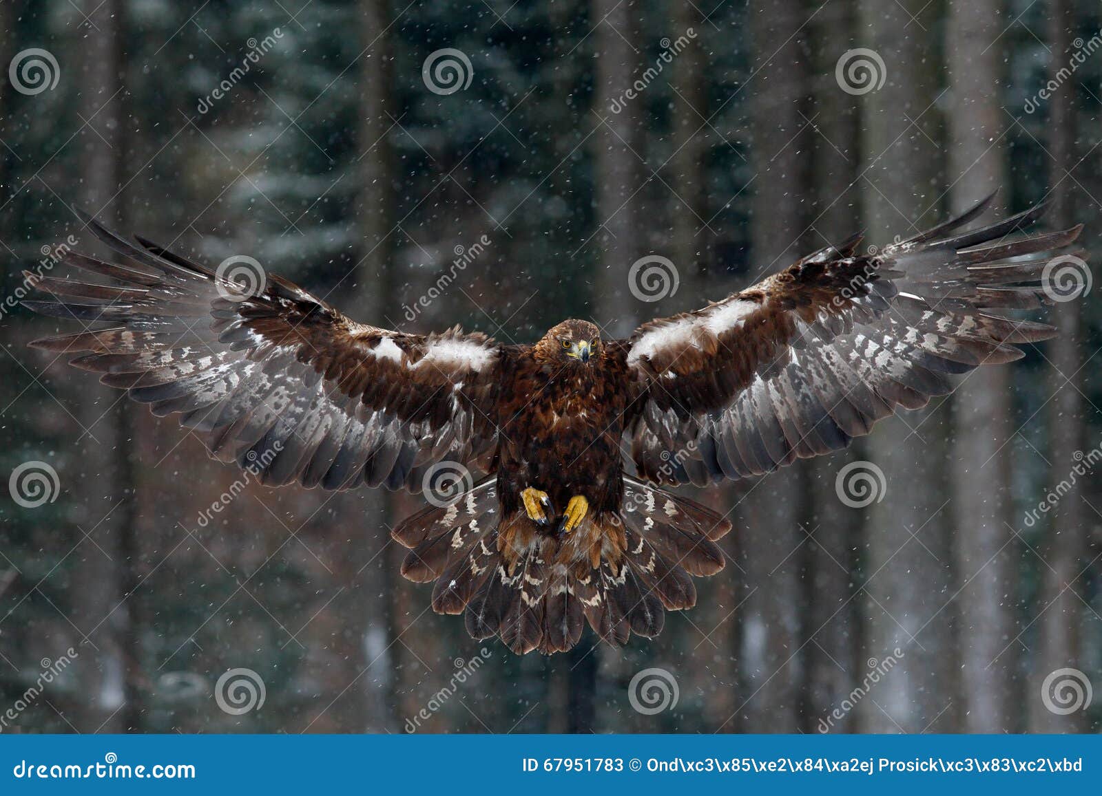 flying birds of prey