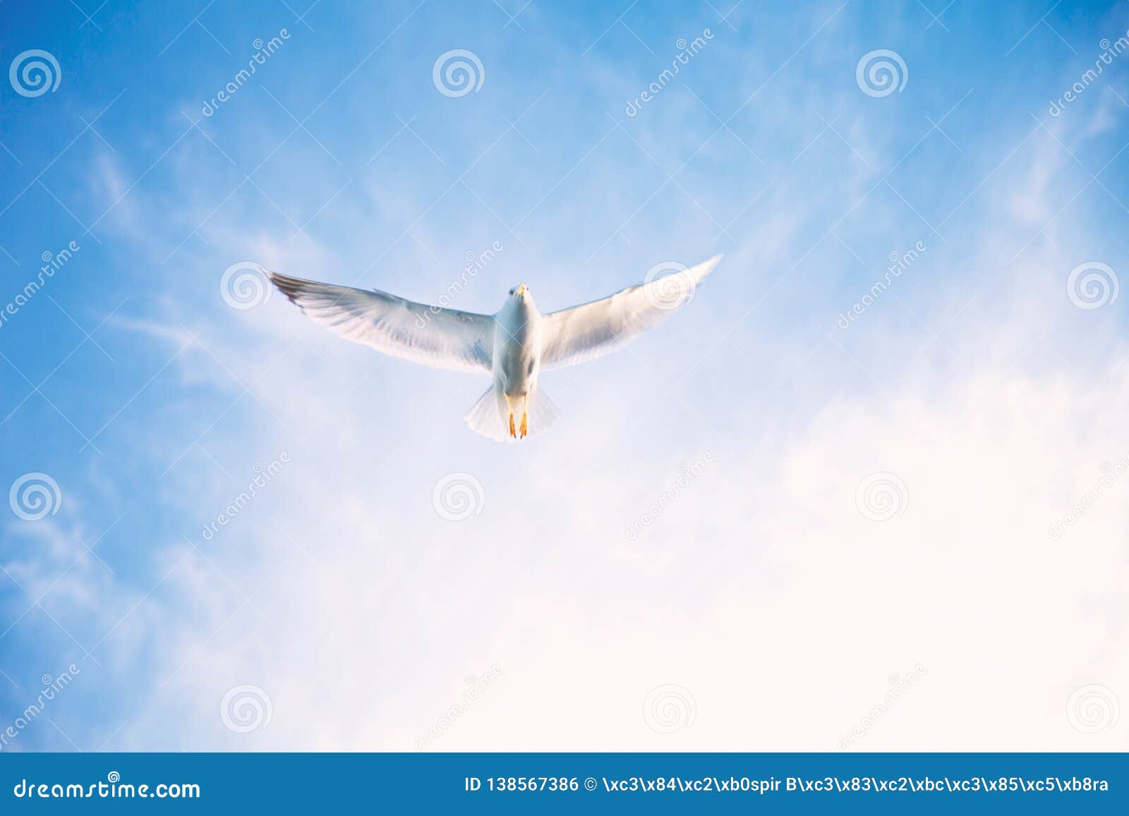 62 546 Flying Birds Sky Photos Free Royalty Free Stock Photos From Dreamstime
