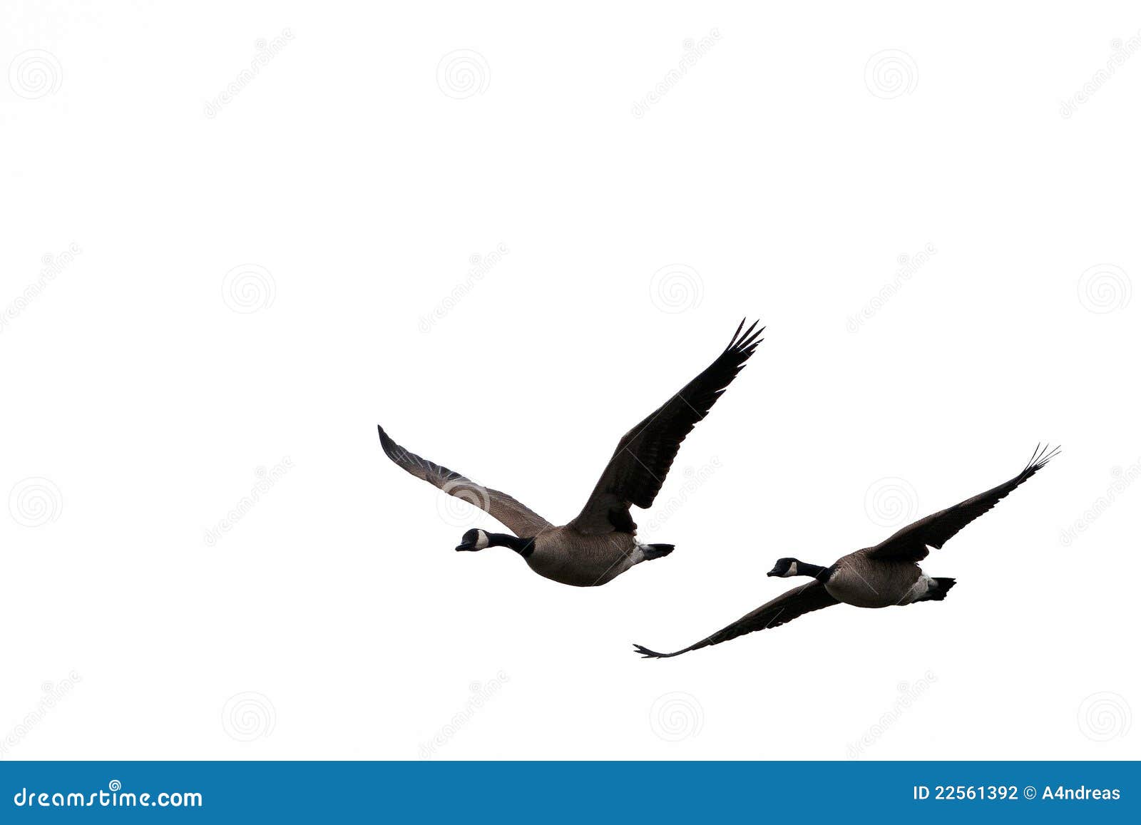 Birds Flying In V Formation Stock Photography 74400104