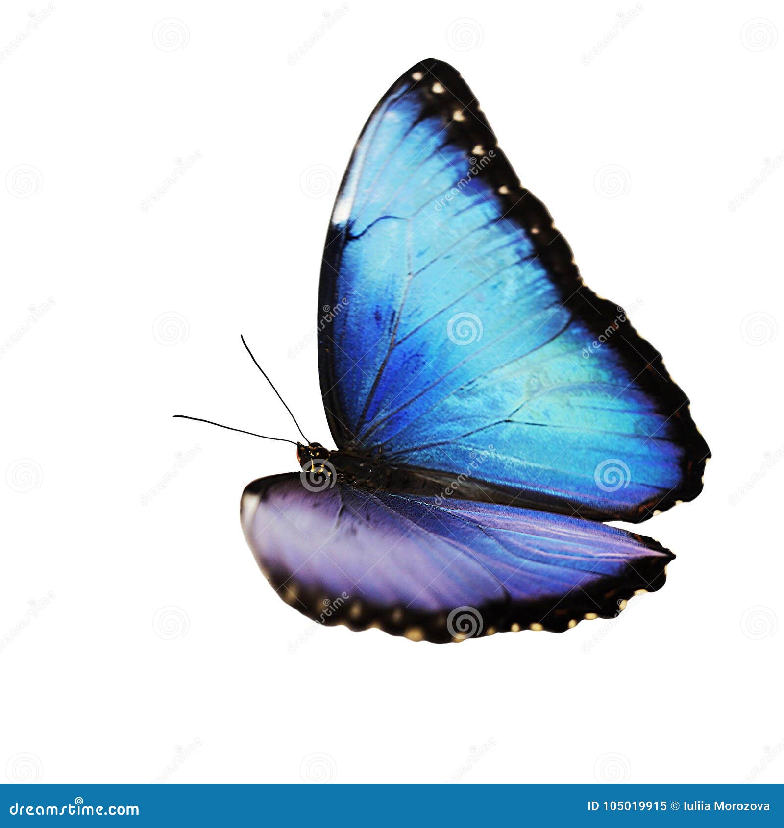 flying bright male blue morpho butterfly  on white background.