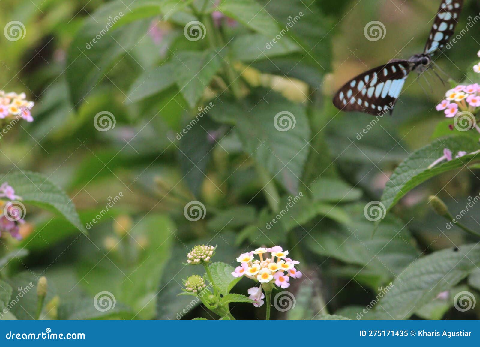 Flying Butterflies are Looking for Beautiful Flower Pollen Stock Image
