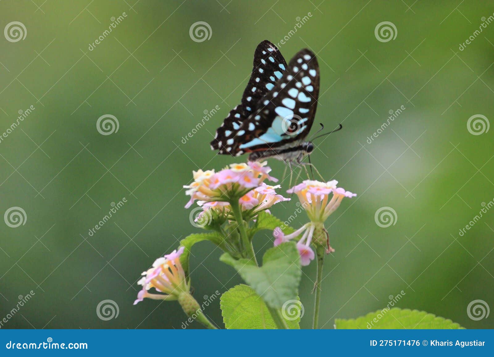 Flying Butterflies are Looking for Beautiful Flower Pollen Stock Photo
