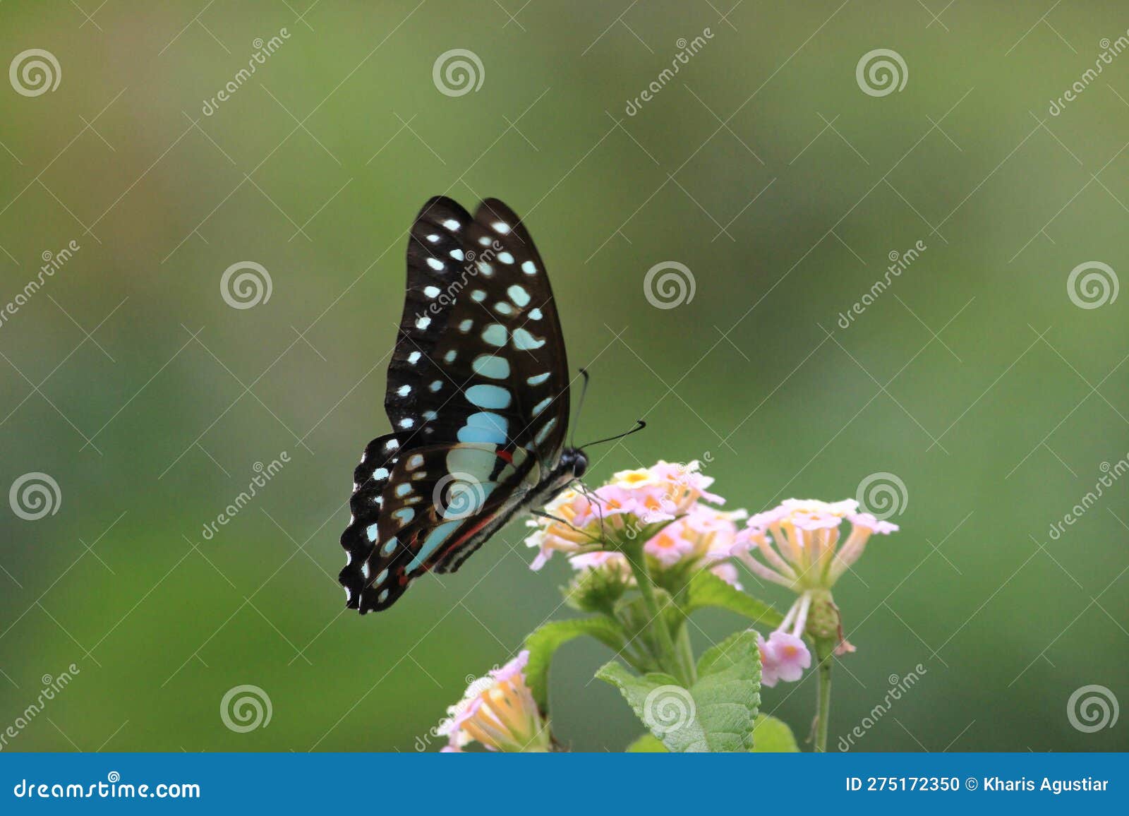 Flying Butterflies are Looking for Beautiful Flower Pollen Stock Photo Image of butterflies