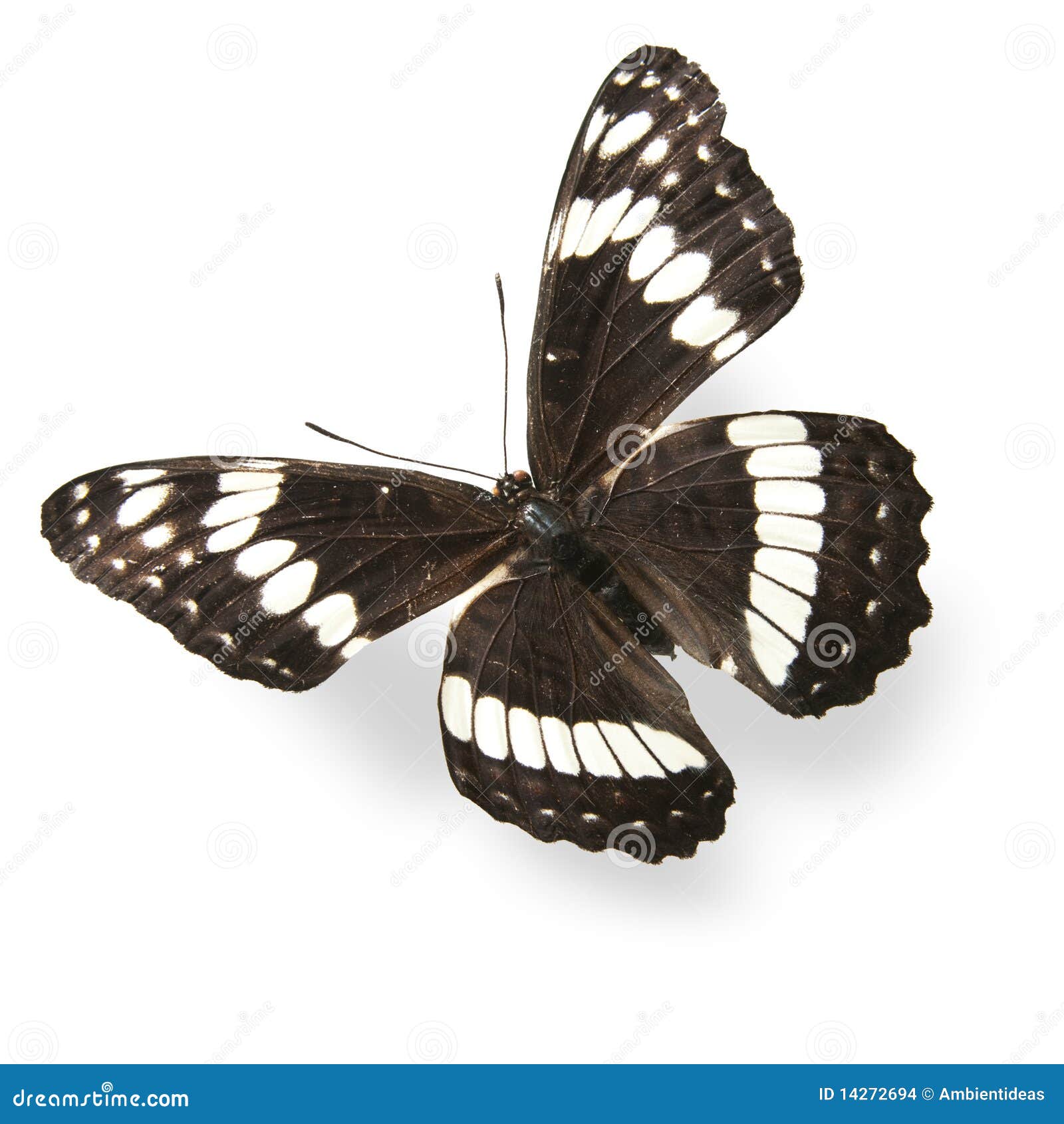 Flying Butterfly Isolated on White Stock Photo Image of flying