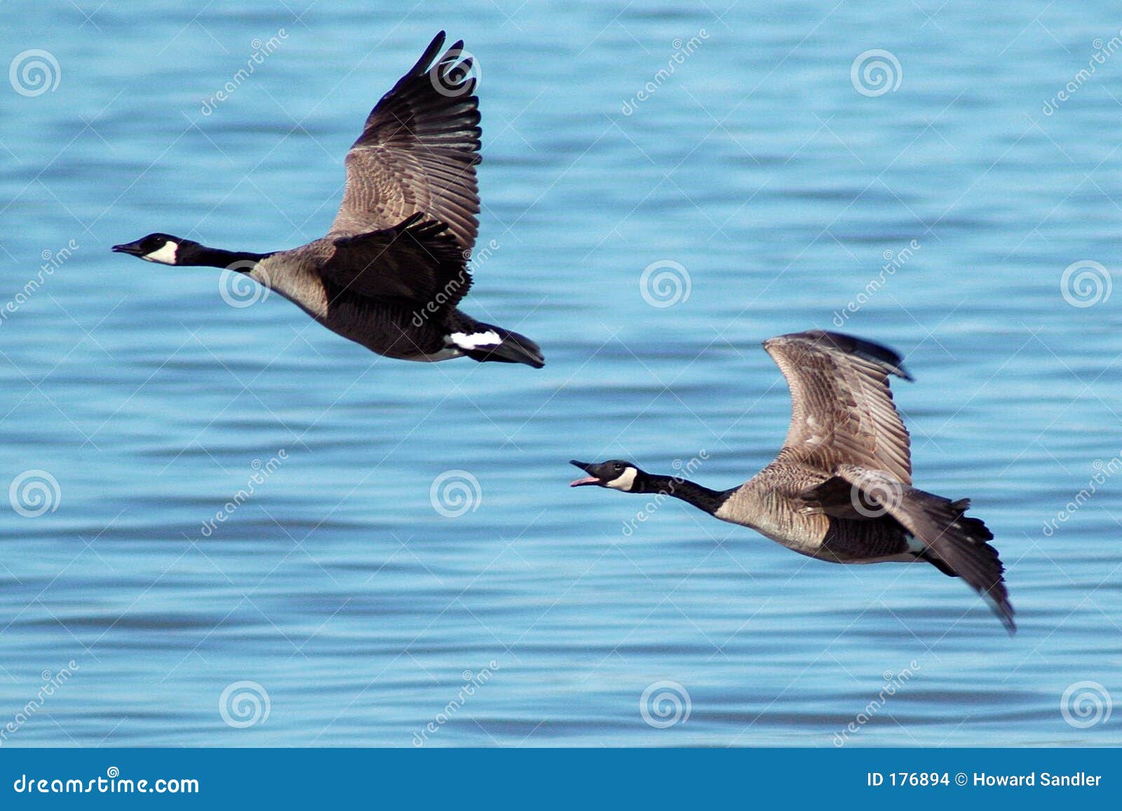 flying canada geese